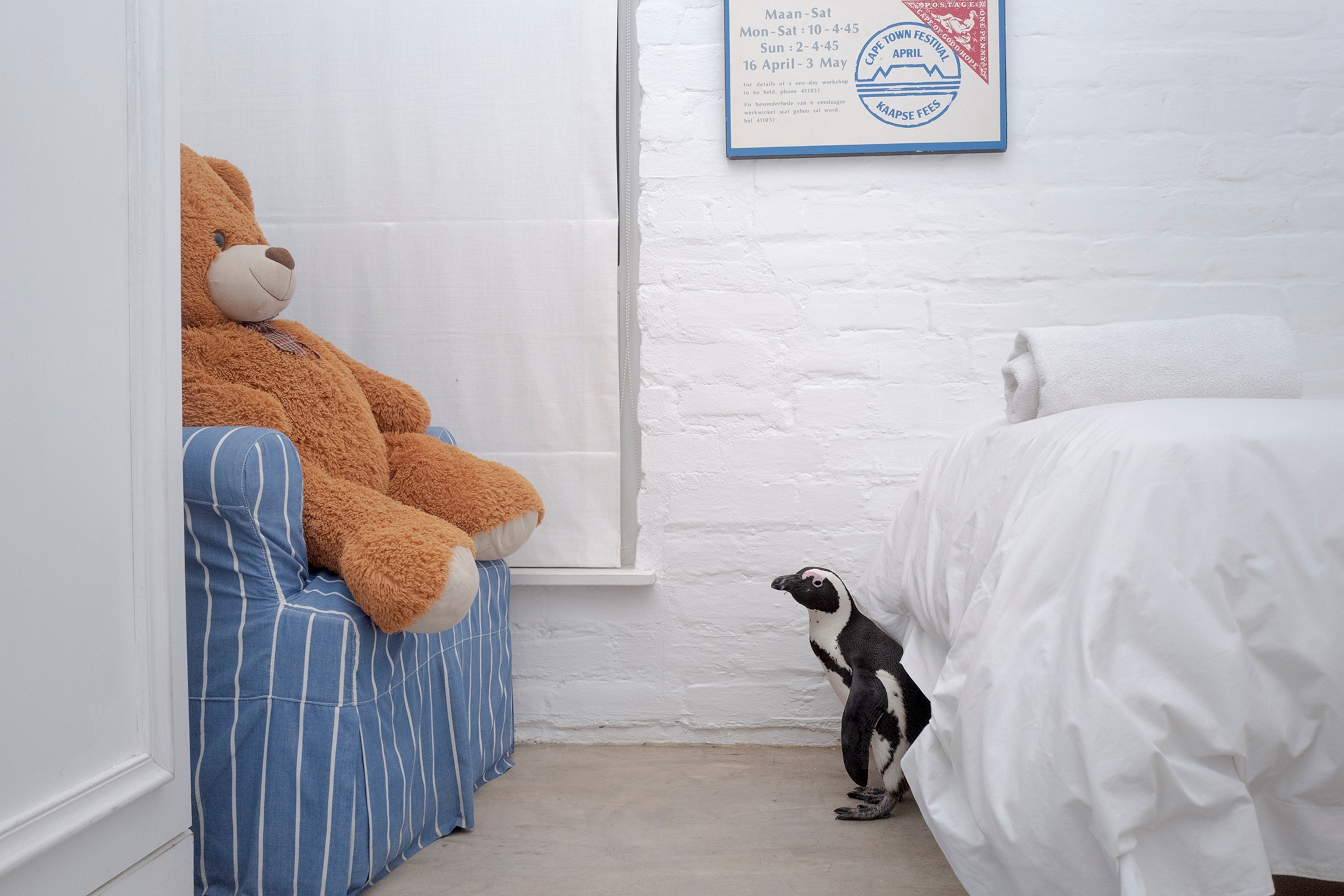 Picture of an African penguin walking in the Whale Song house