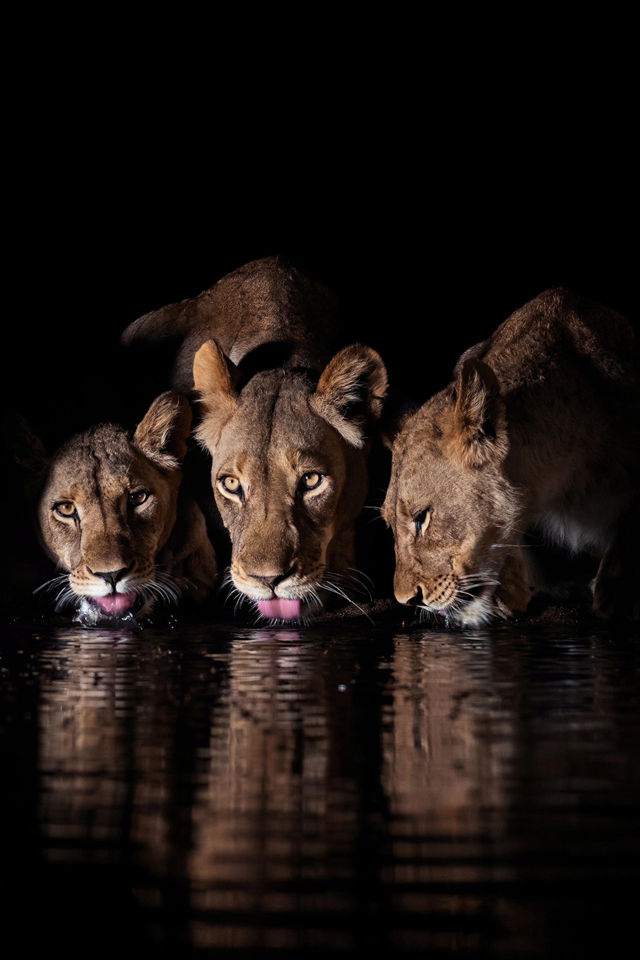 Three lions drinking at a waterhole in pitch black, their faces illuminated by a spotlight.