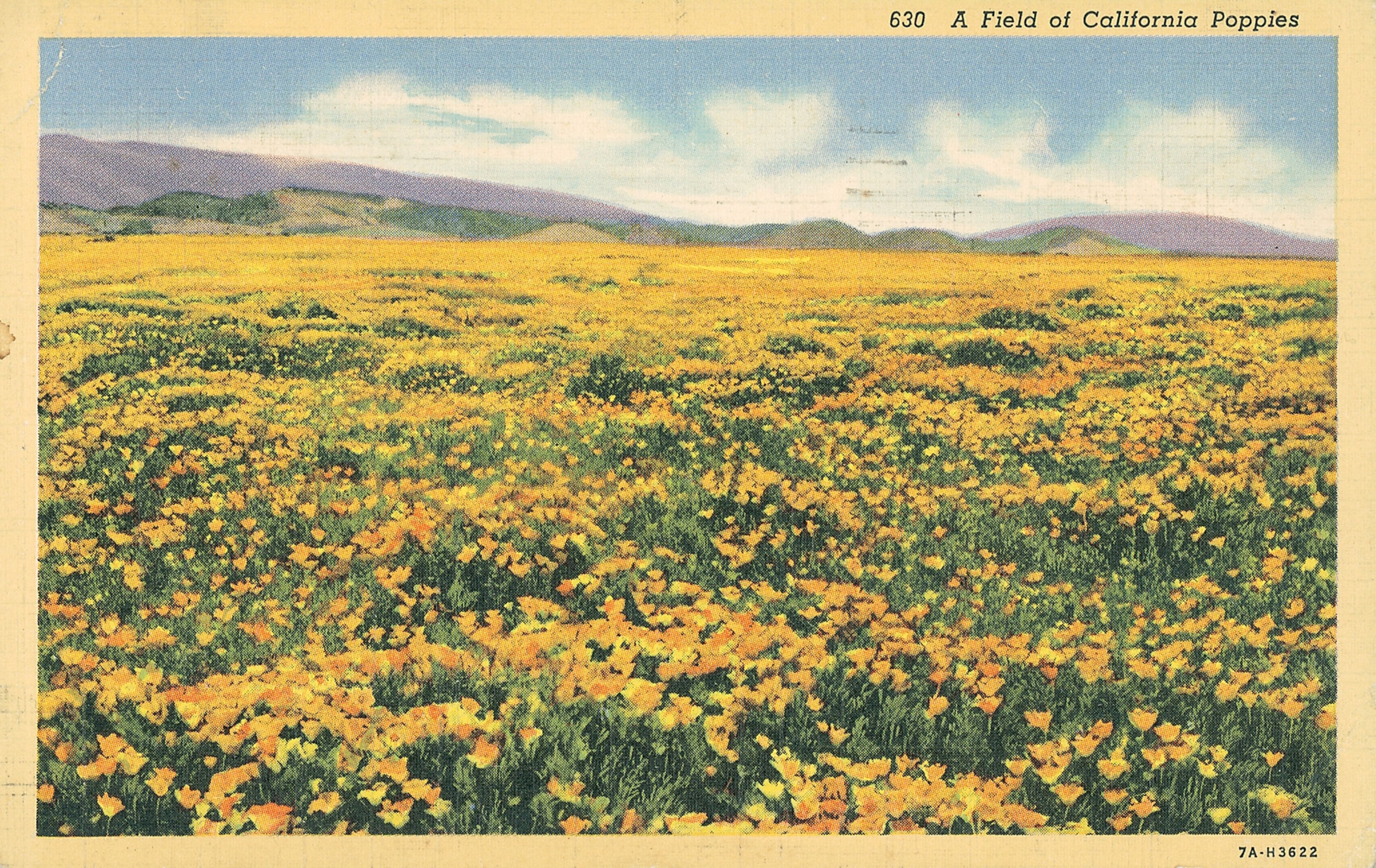 Image of poppies carpeting a field