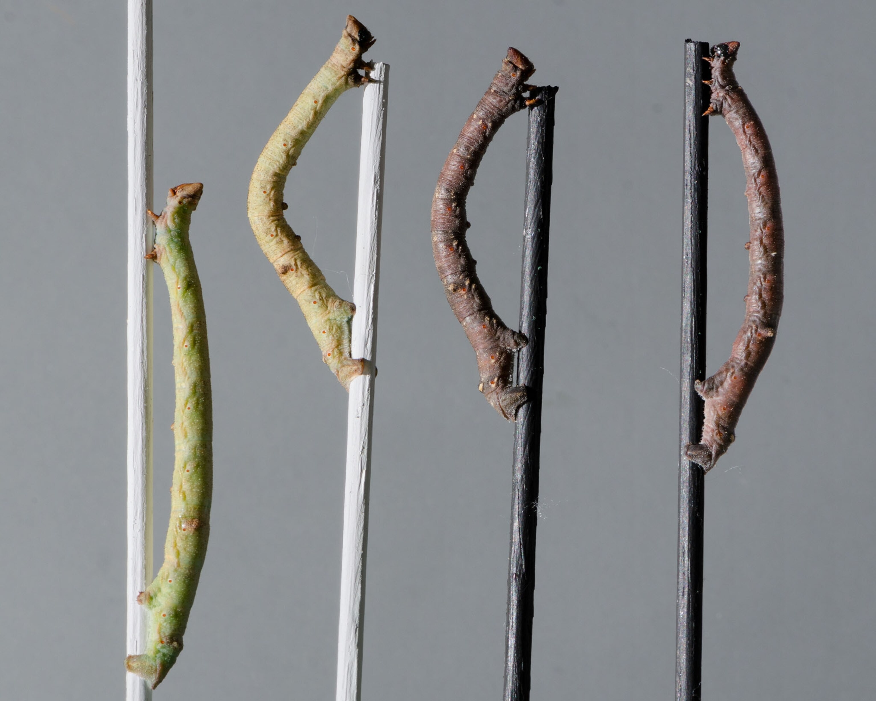 four caterpillars on black and white sticks.