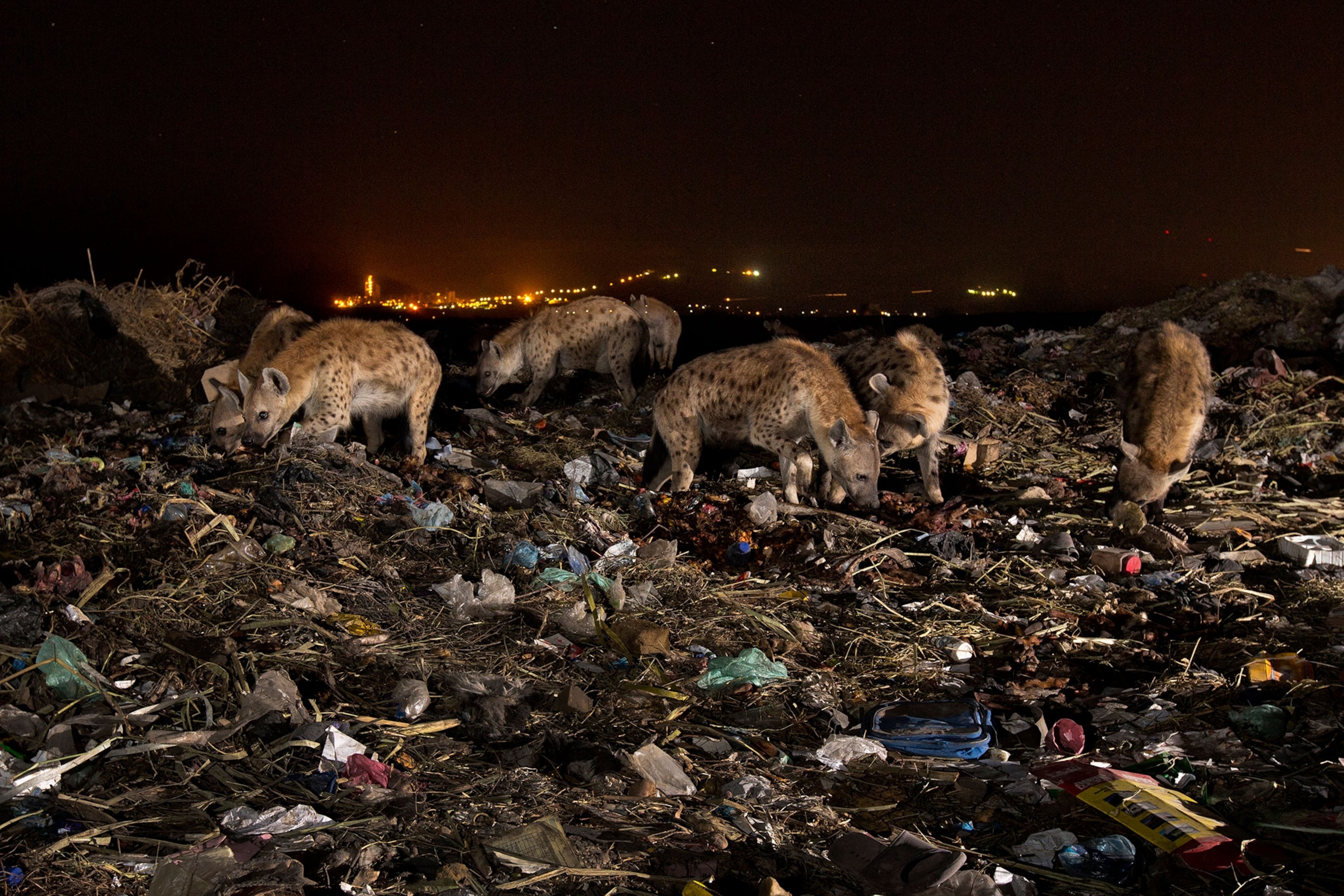 hyenas at a city dump in Ethiopia
