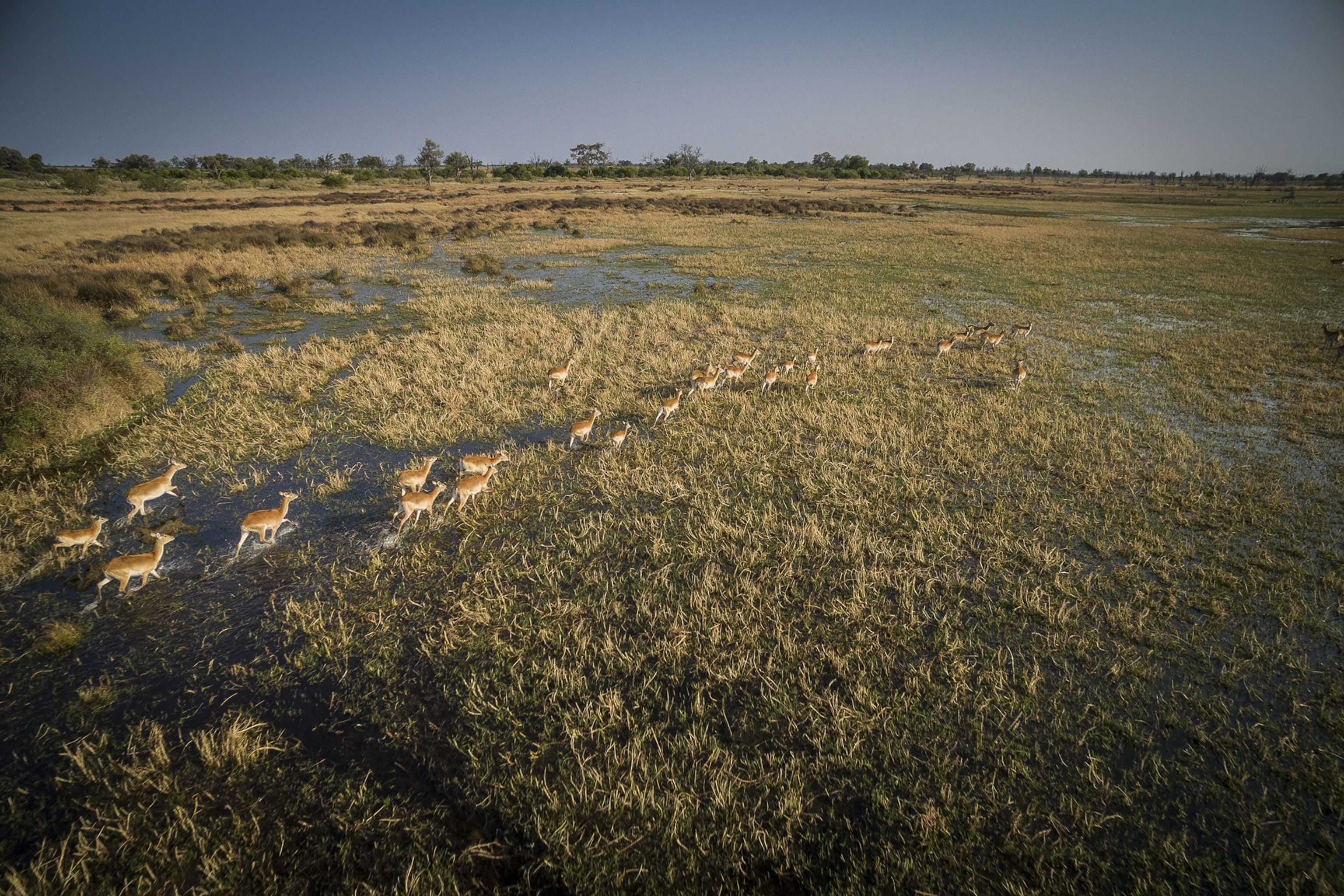 impalas in the grasslands