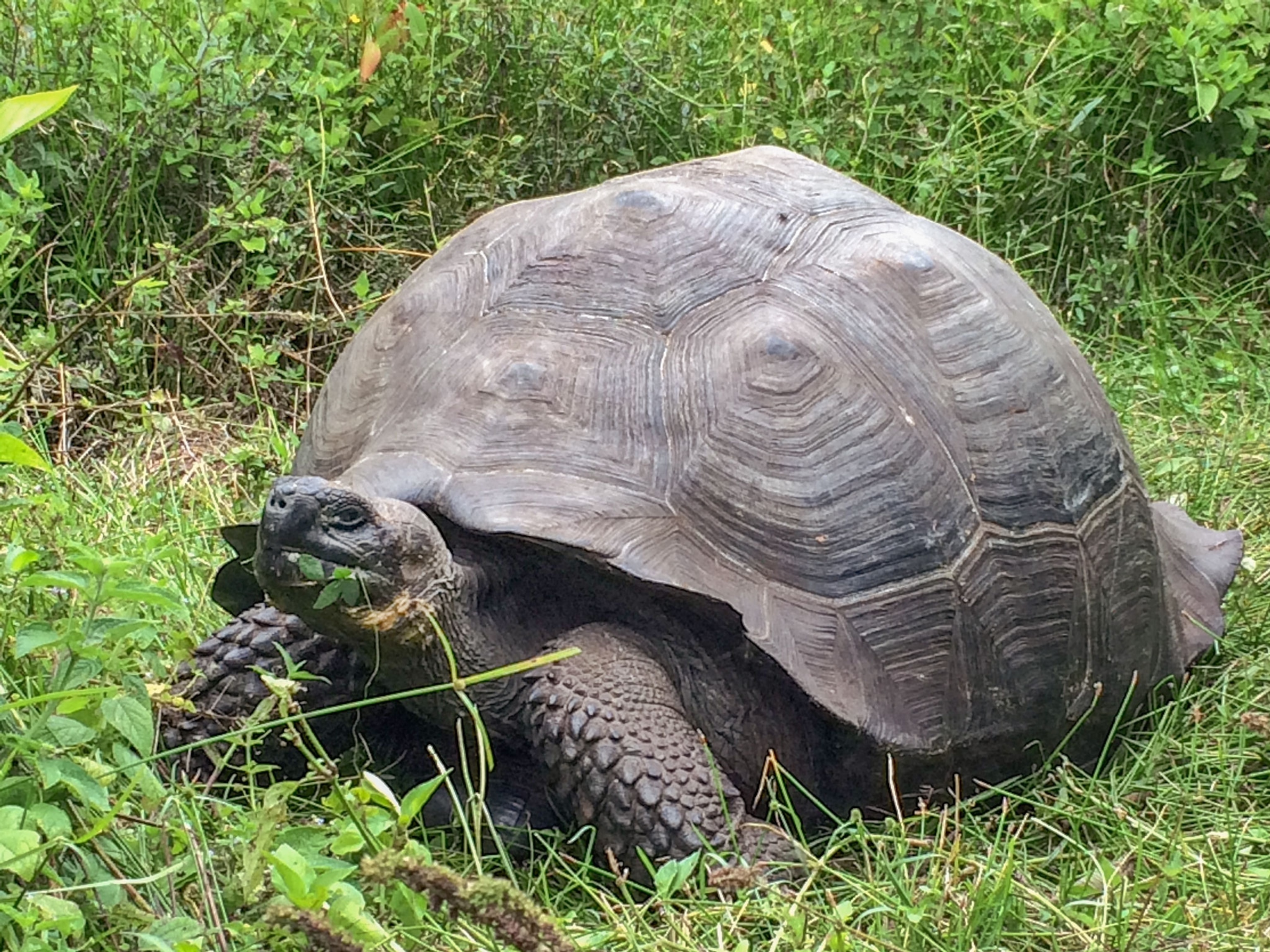 a tortoise