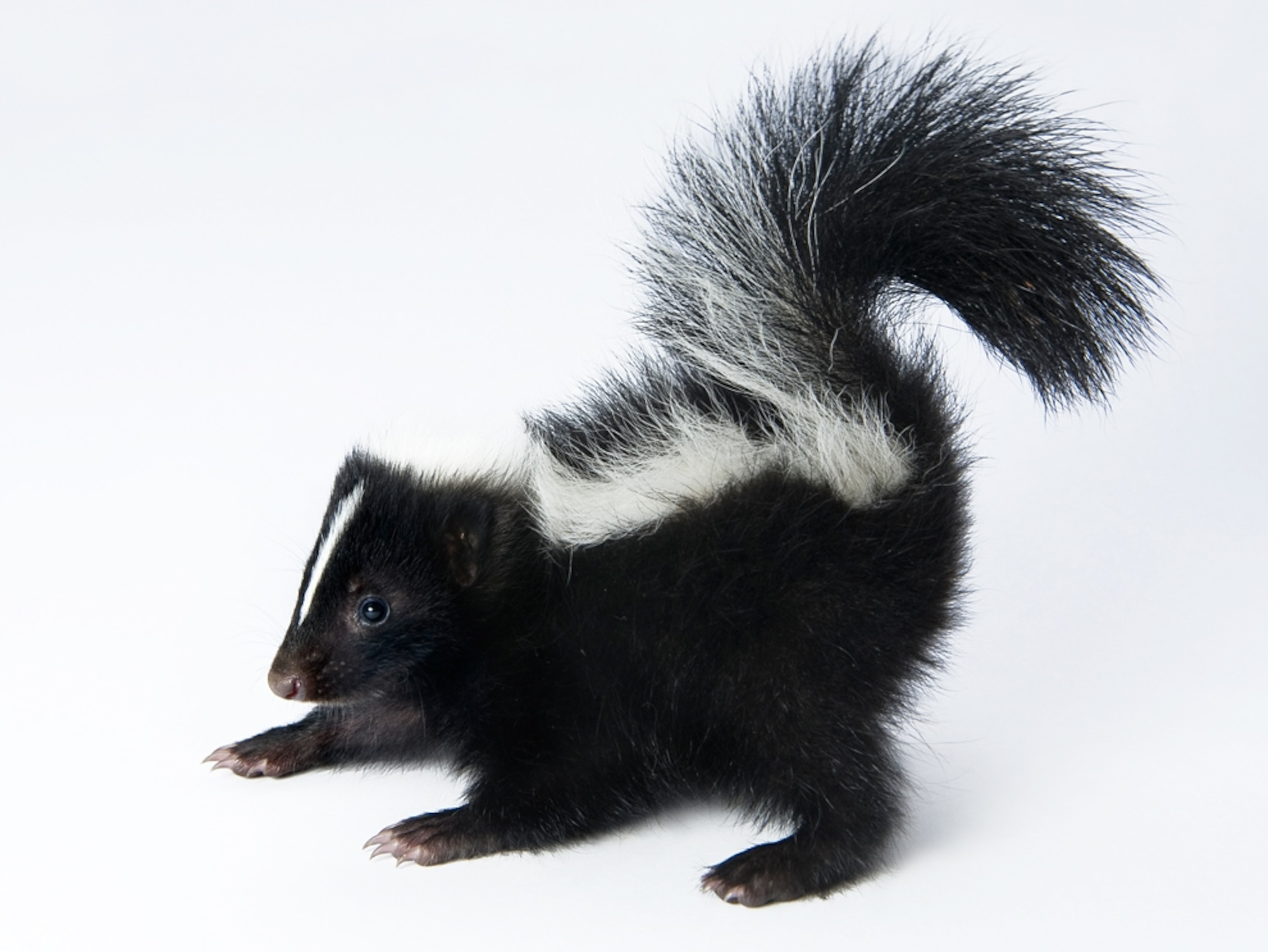 A young skunk.