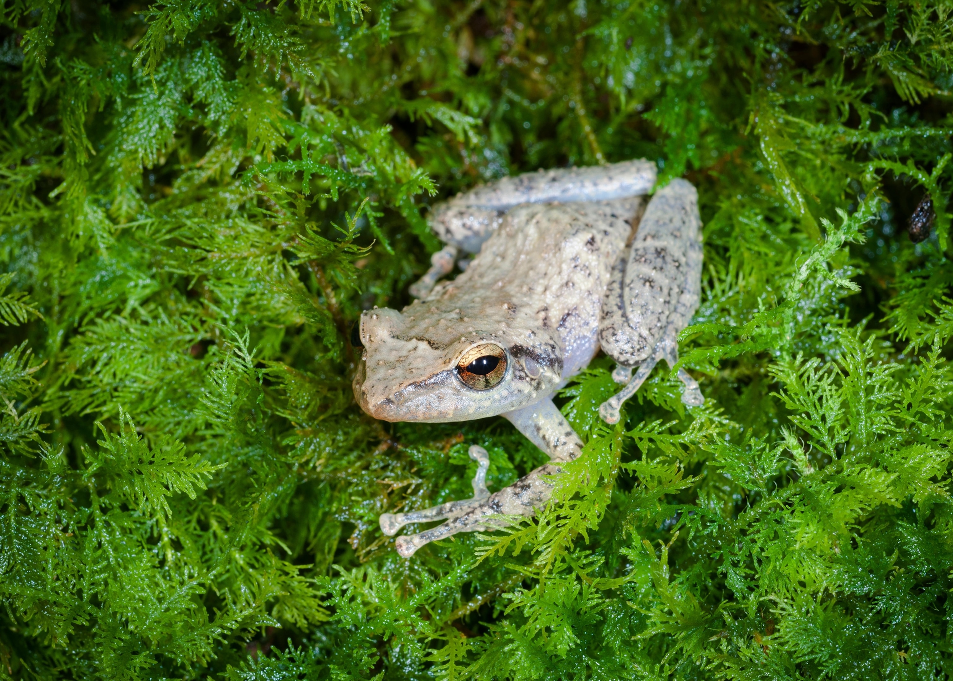 A frog surrounded by foliage.