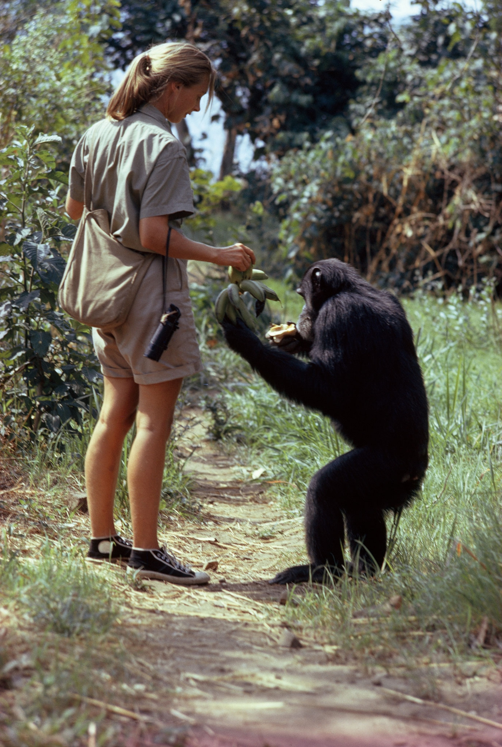 Jane Goodall handing a chimpanzee a banana
