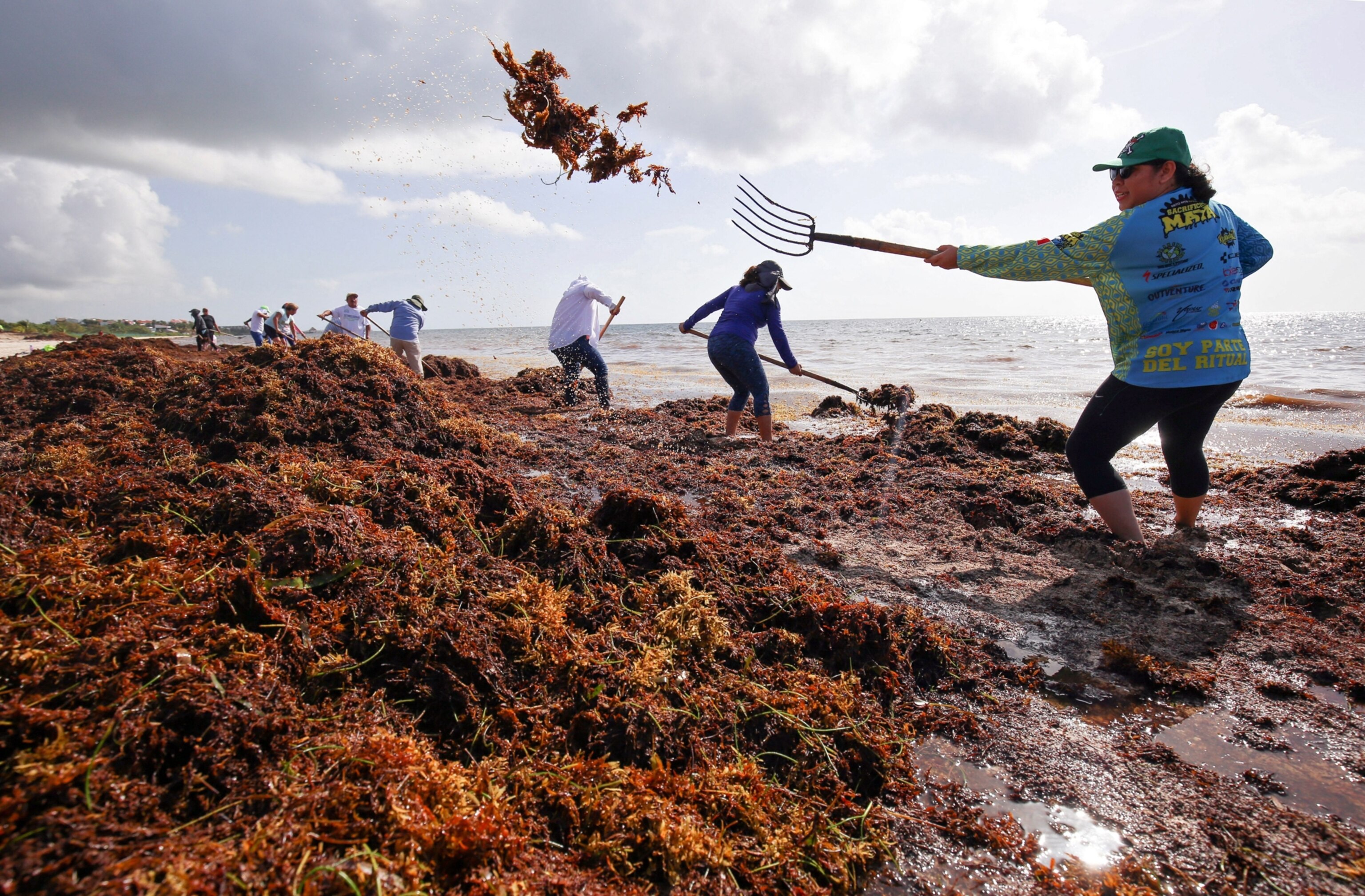 Workers are seen shoveling mounds of Sargassum along the beach in Puerto Morelos, Mexico.