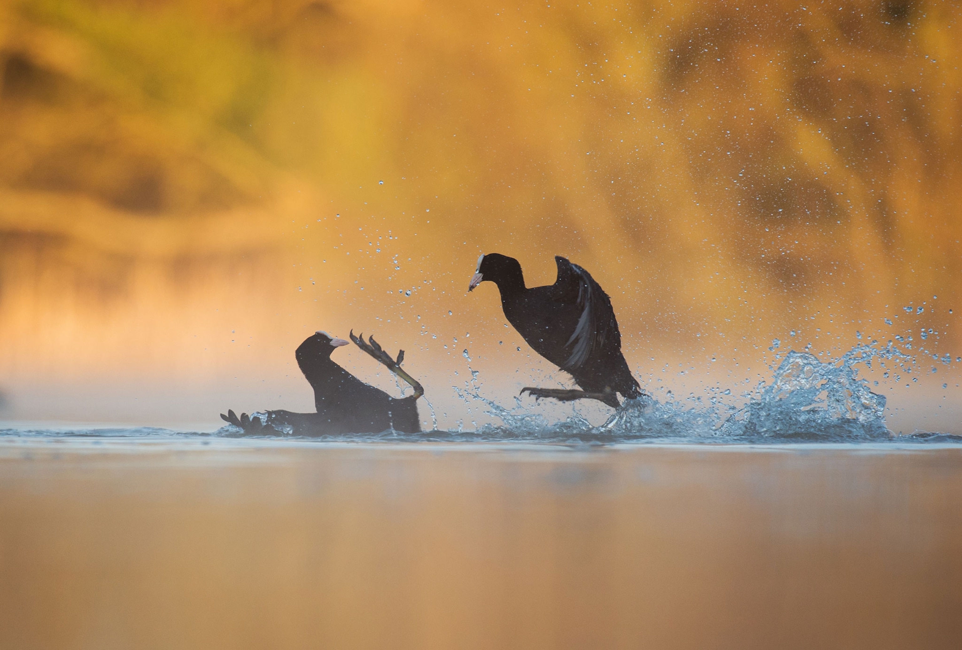 birds fighting over territory