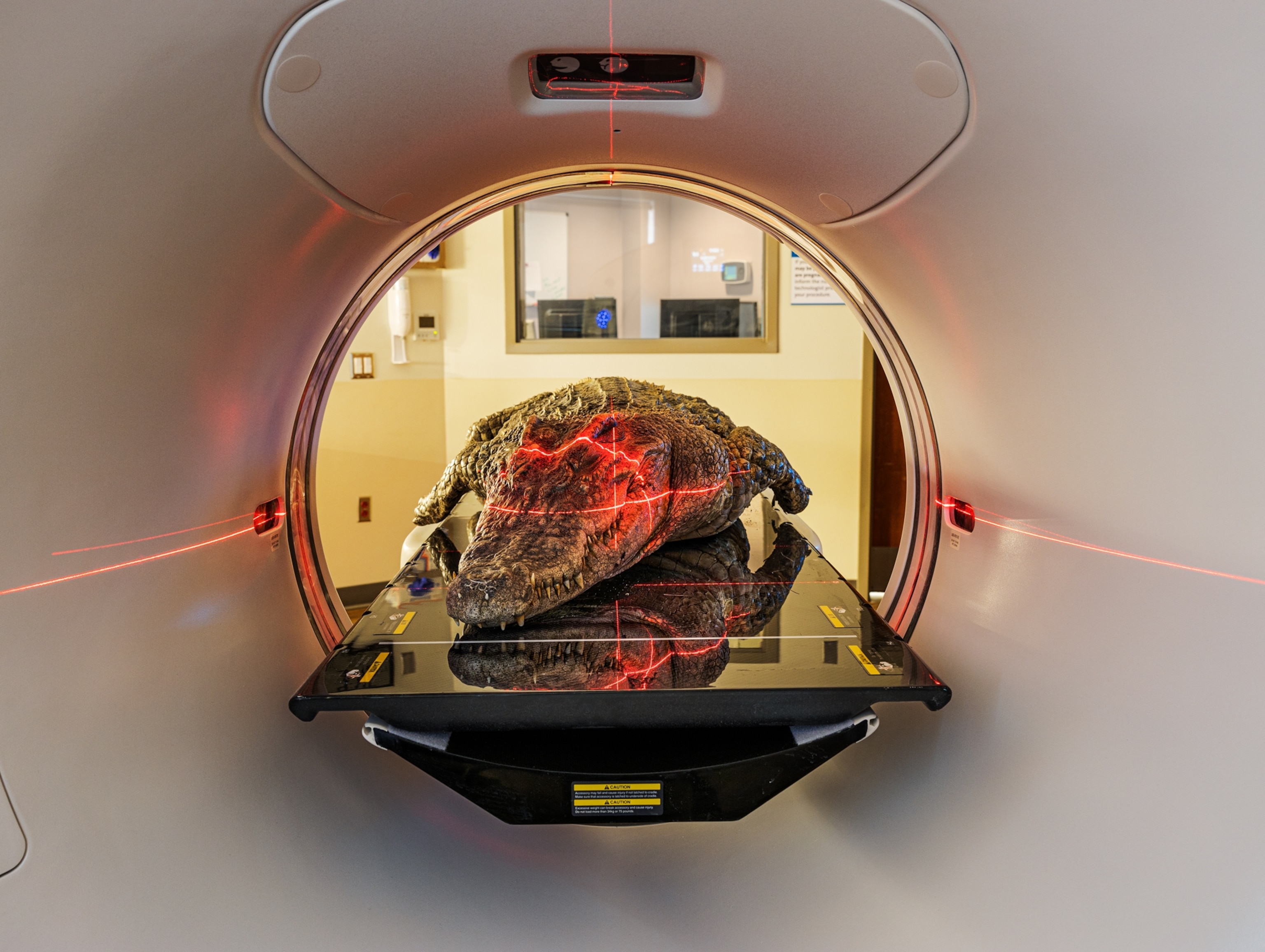 crocodile specimen in a ct scan machine