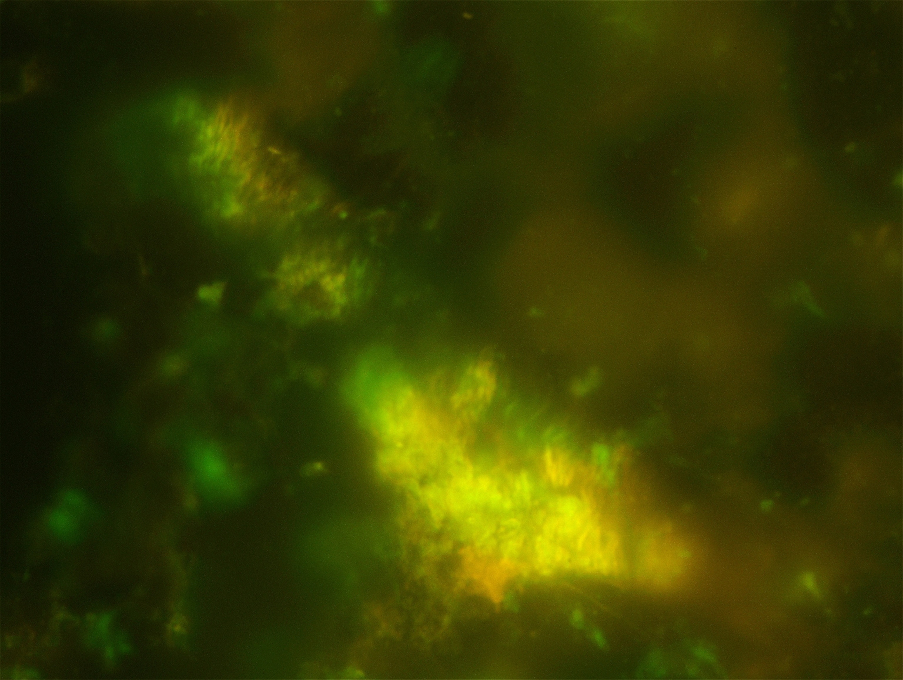 microbial cells