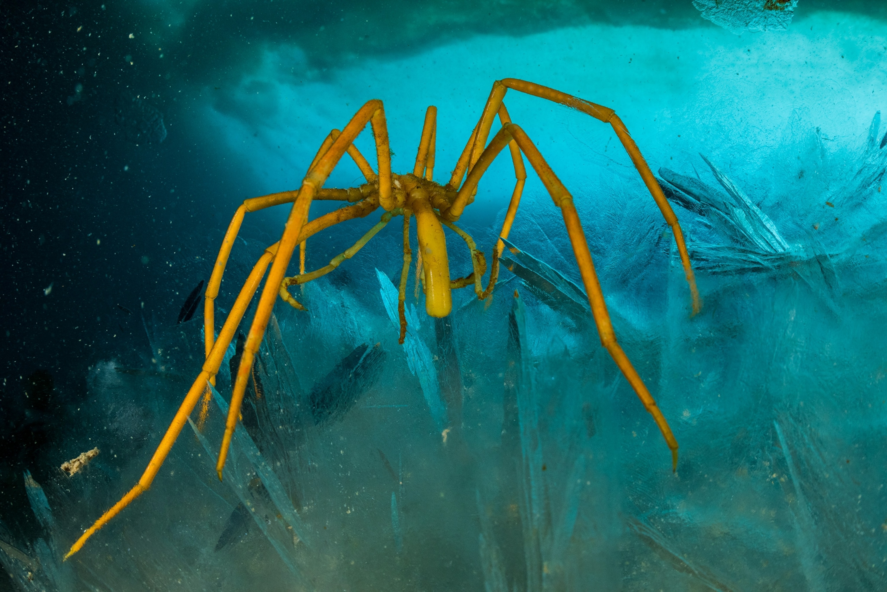 a sea spider