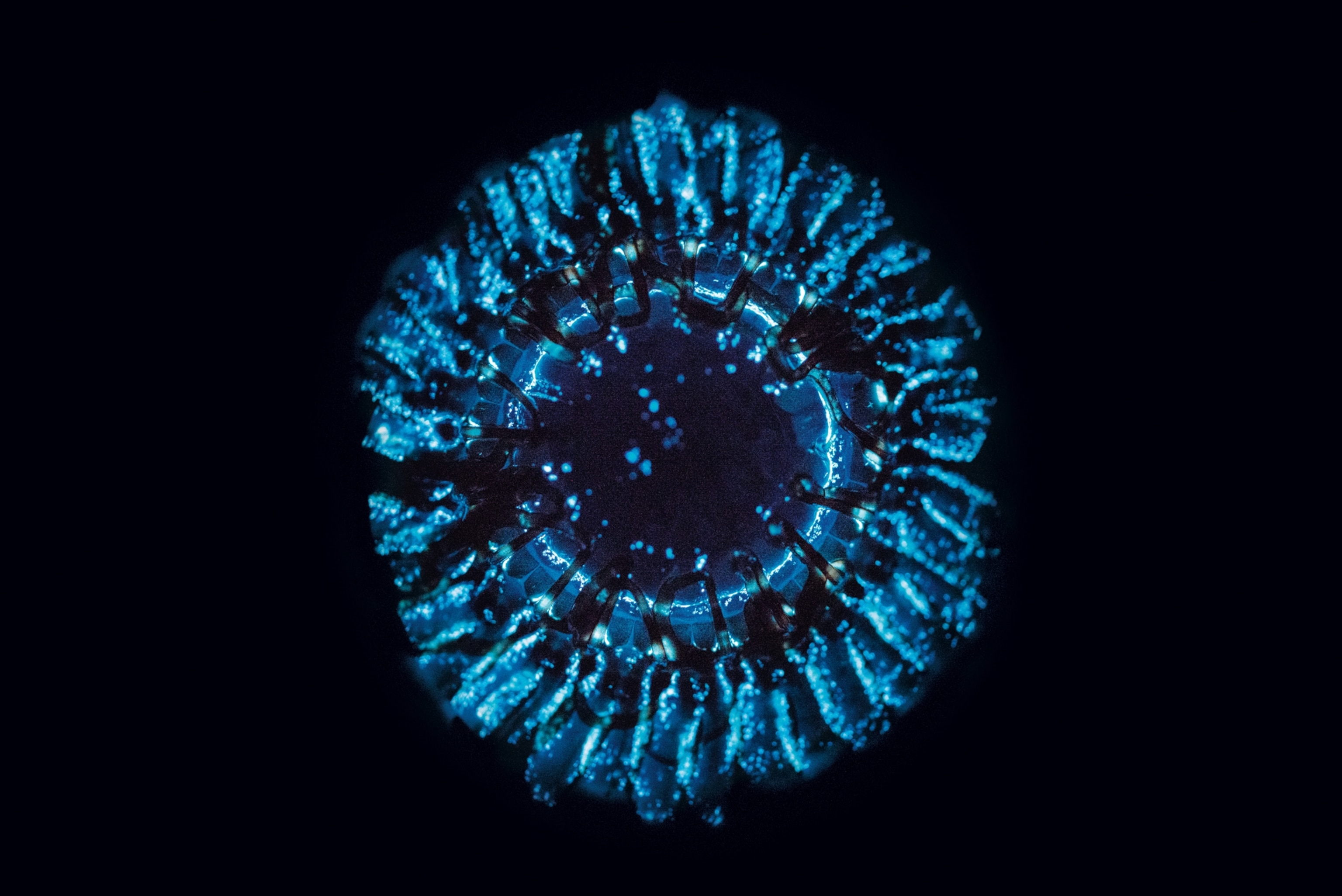 a crown jellyfish