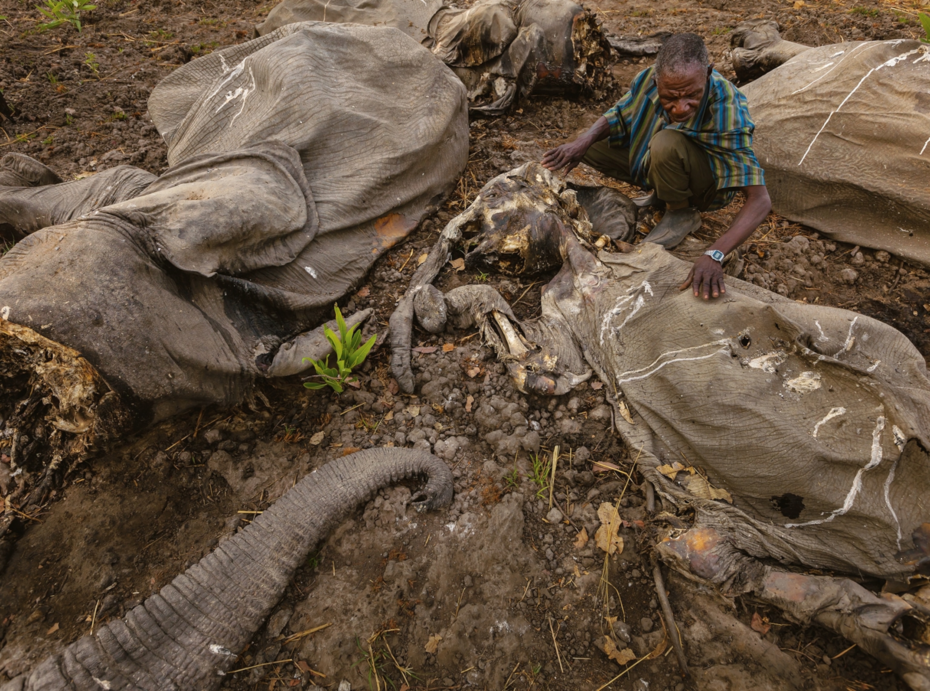 decayed elephant bodies