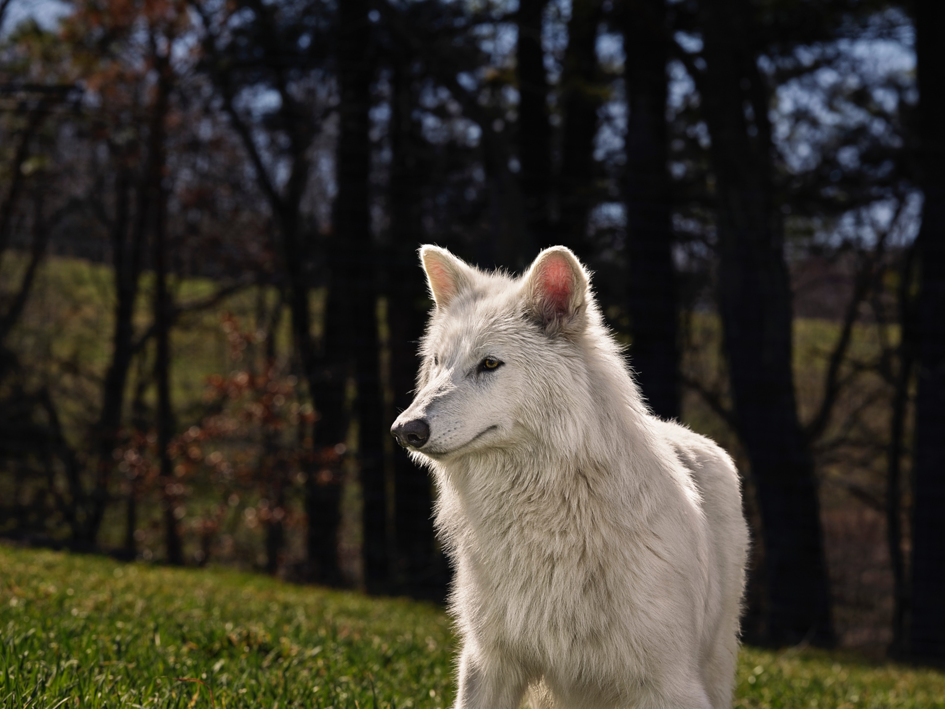 A close up of a large white wolf.