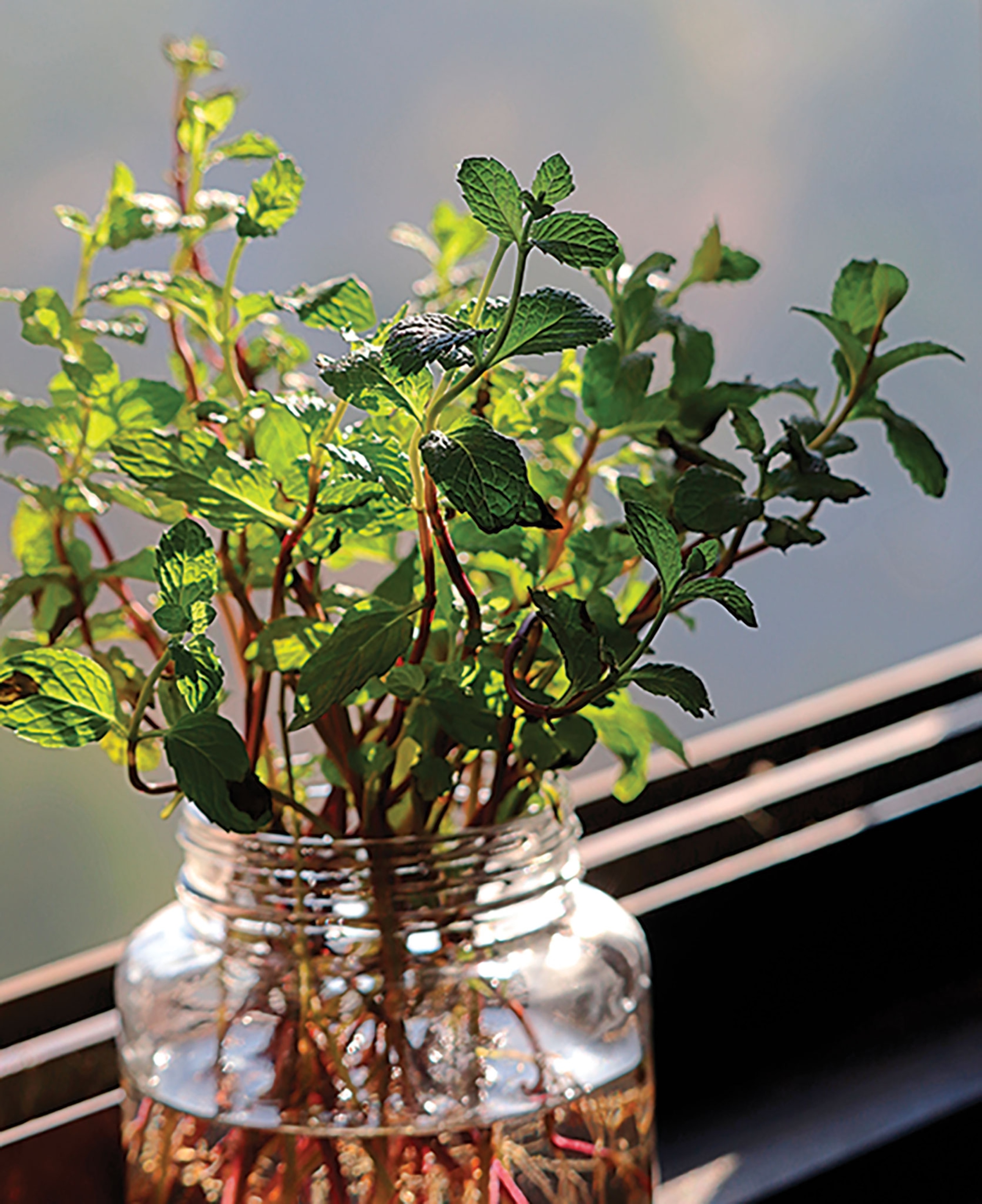 Mint/Mentha growing in a water filled mason jar kept near the window sill