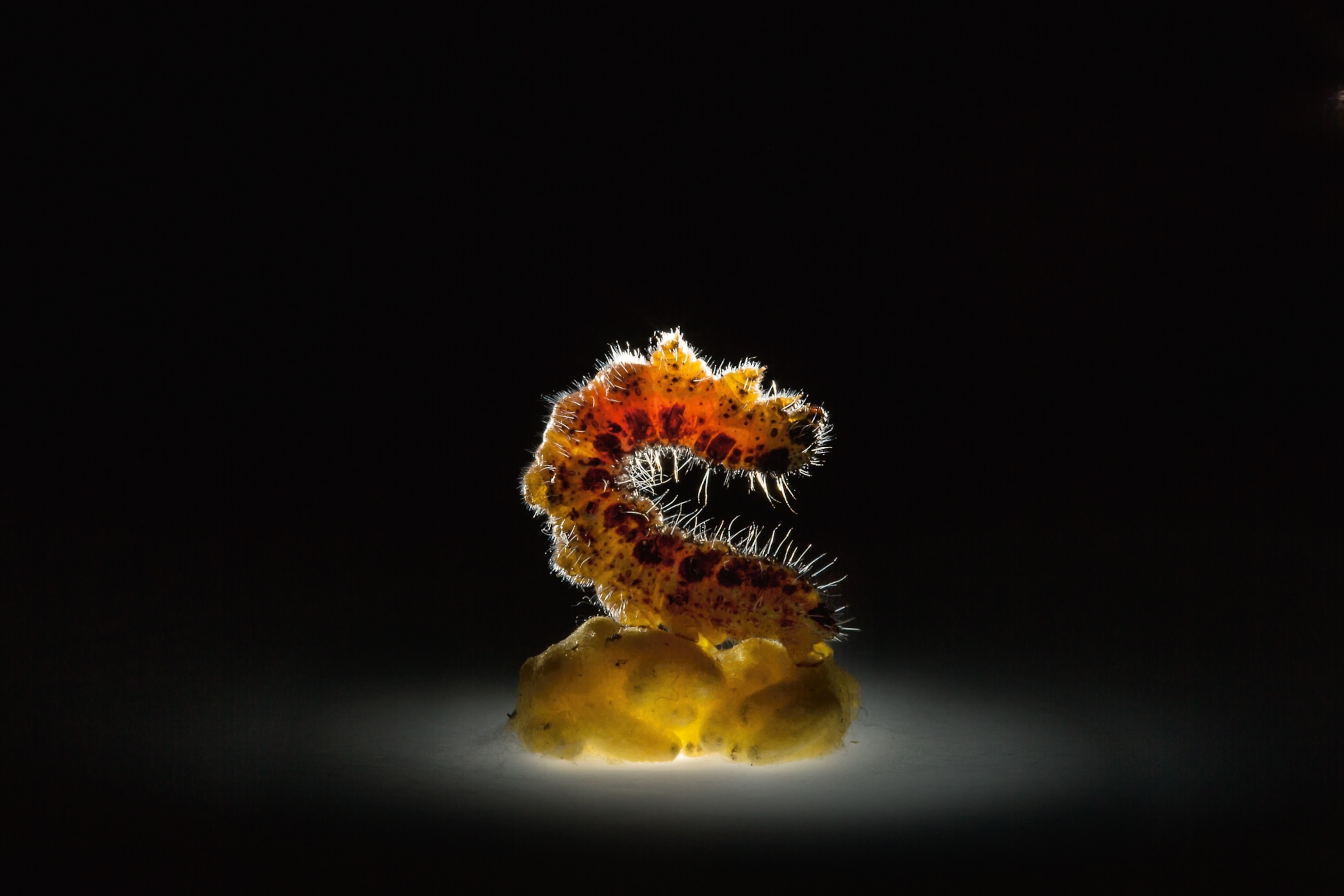 a cabbage butterfly caterpillar paralyzed on top of a wasp cocoon
