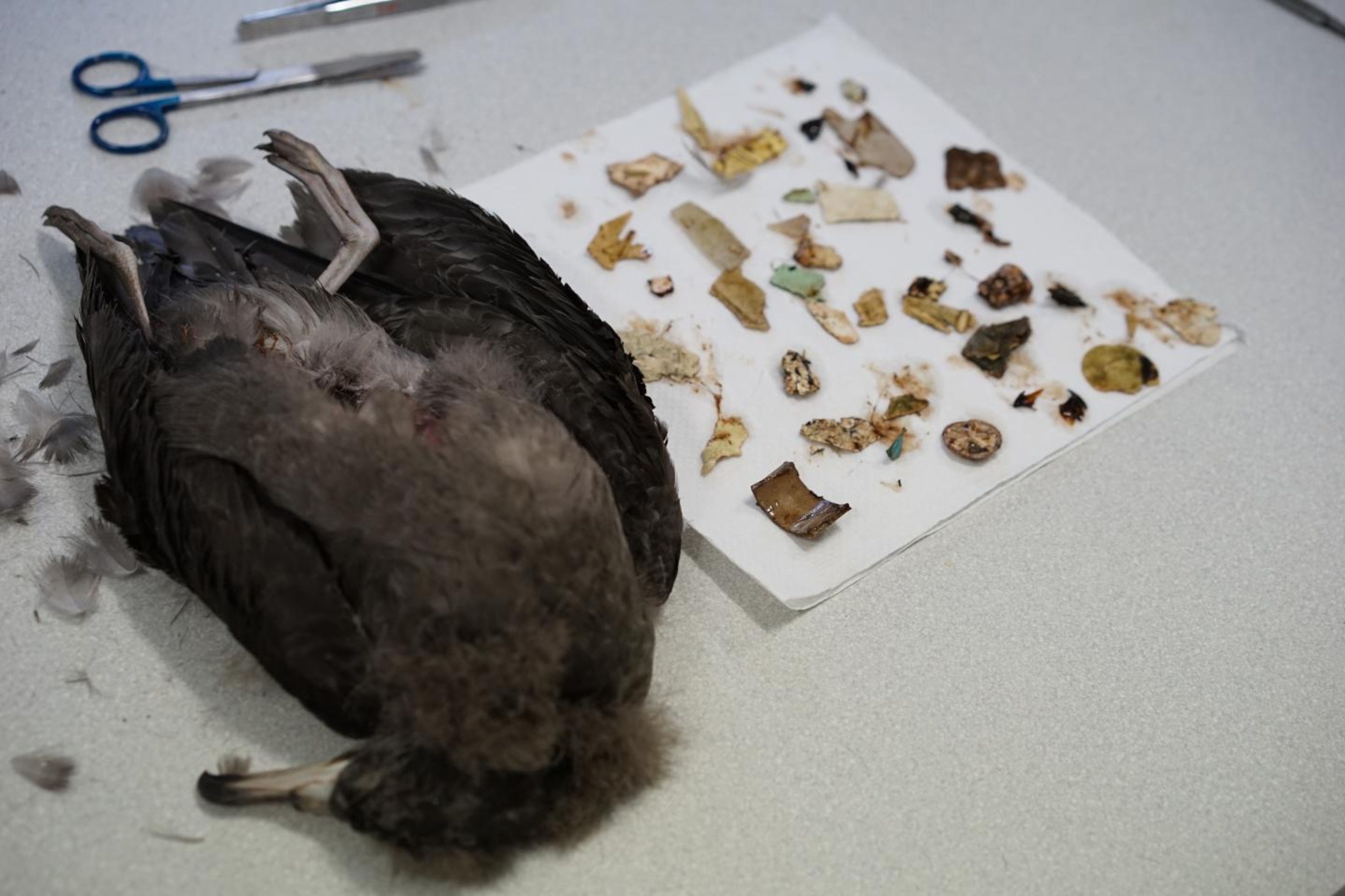 the plastics found in a necropsy of a shearwater
