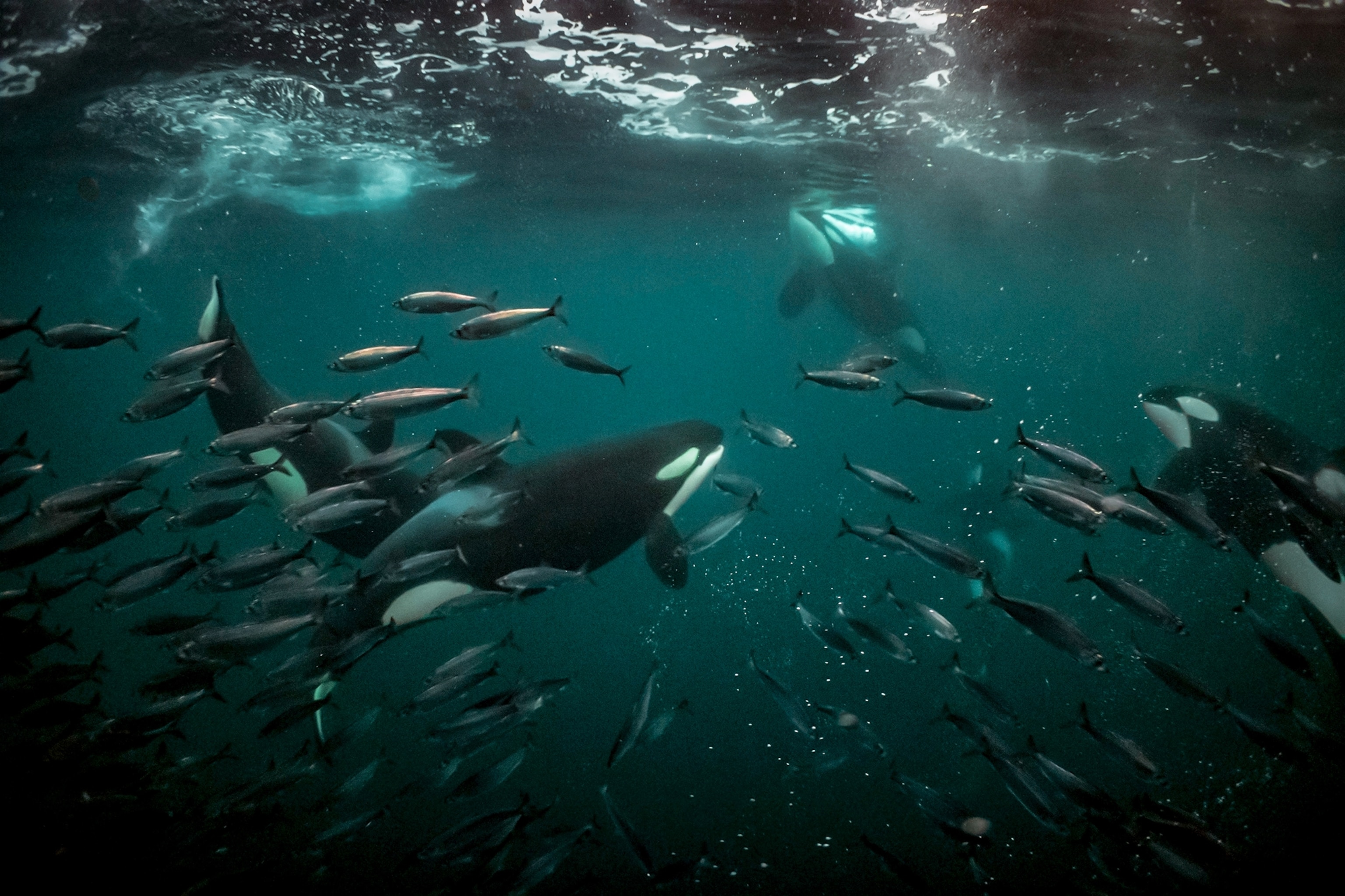 An orca family feeds on herring.