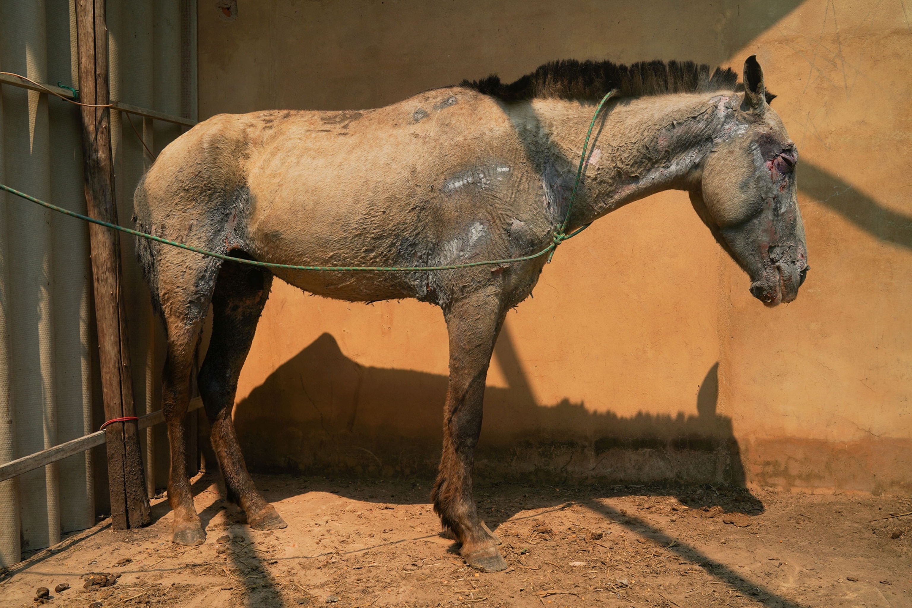 a horse badly burned from the fires
