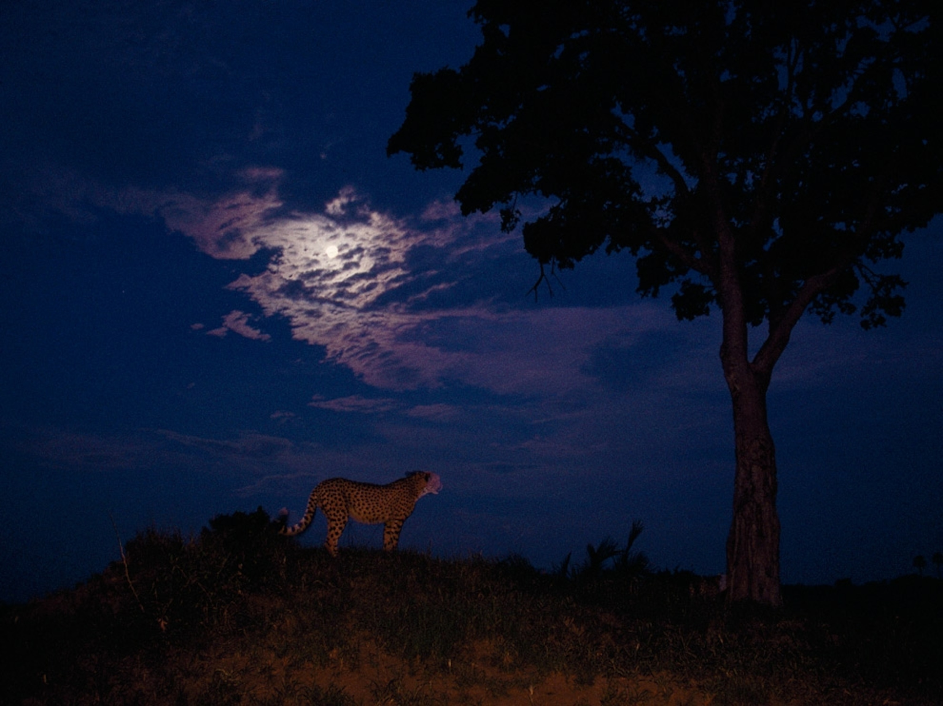 Cheetah in the moonlight