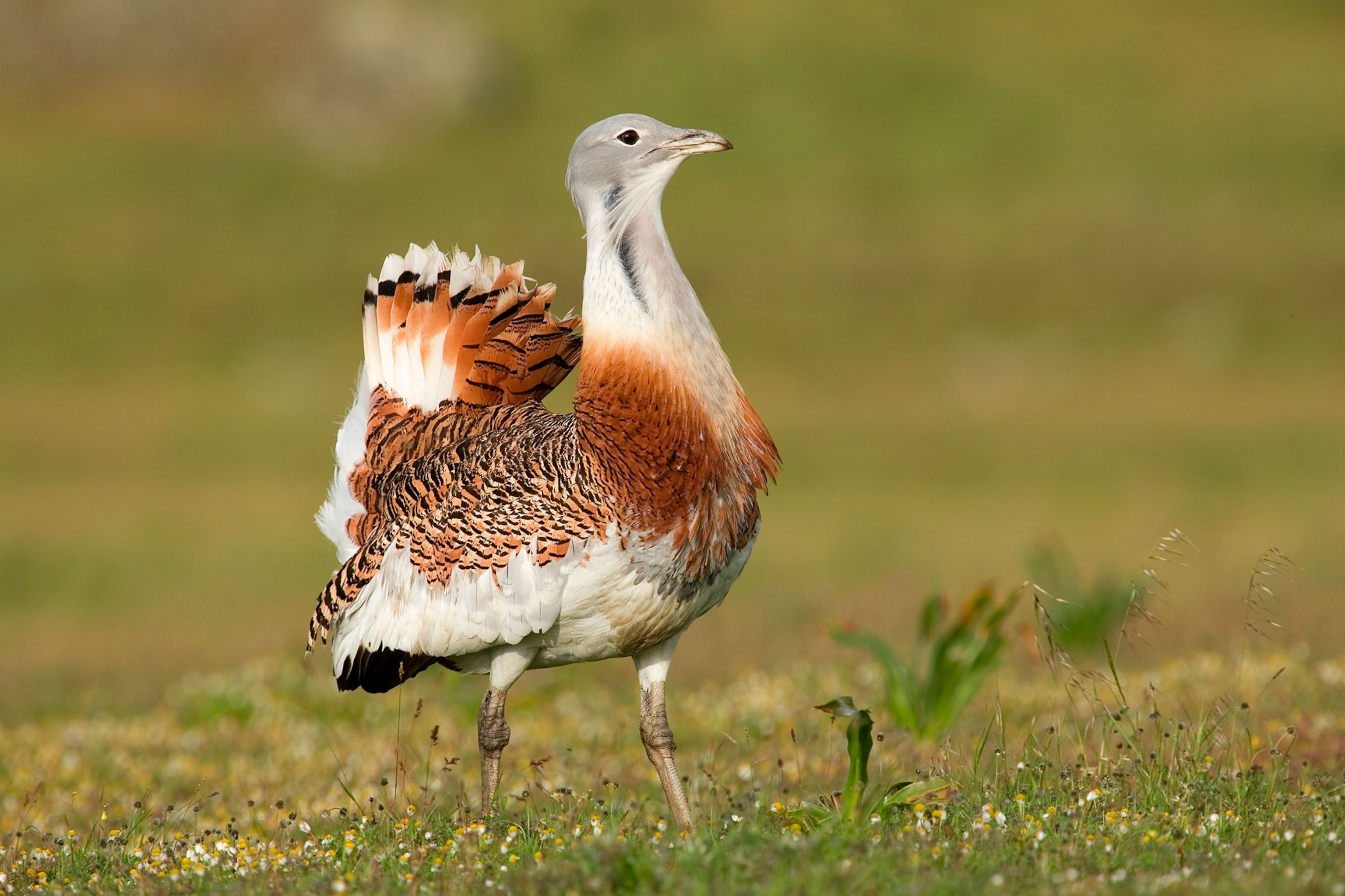 a great bustard in Spain