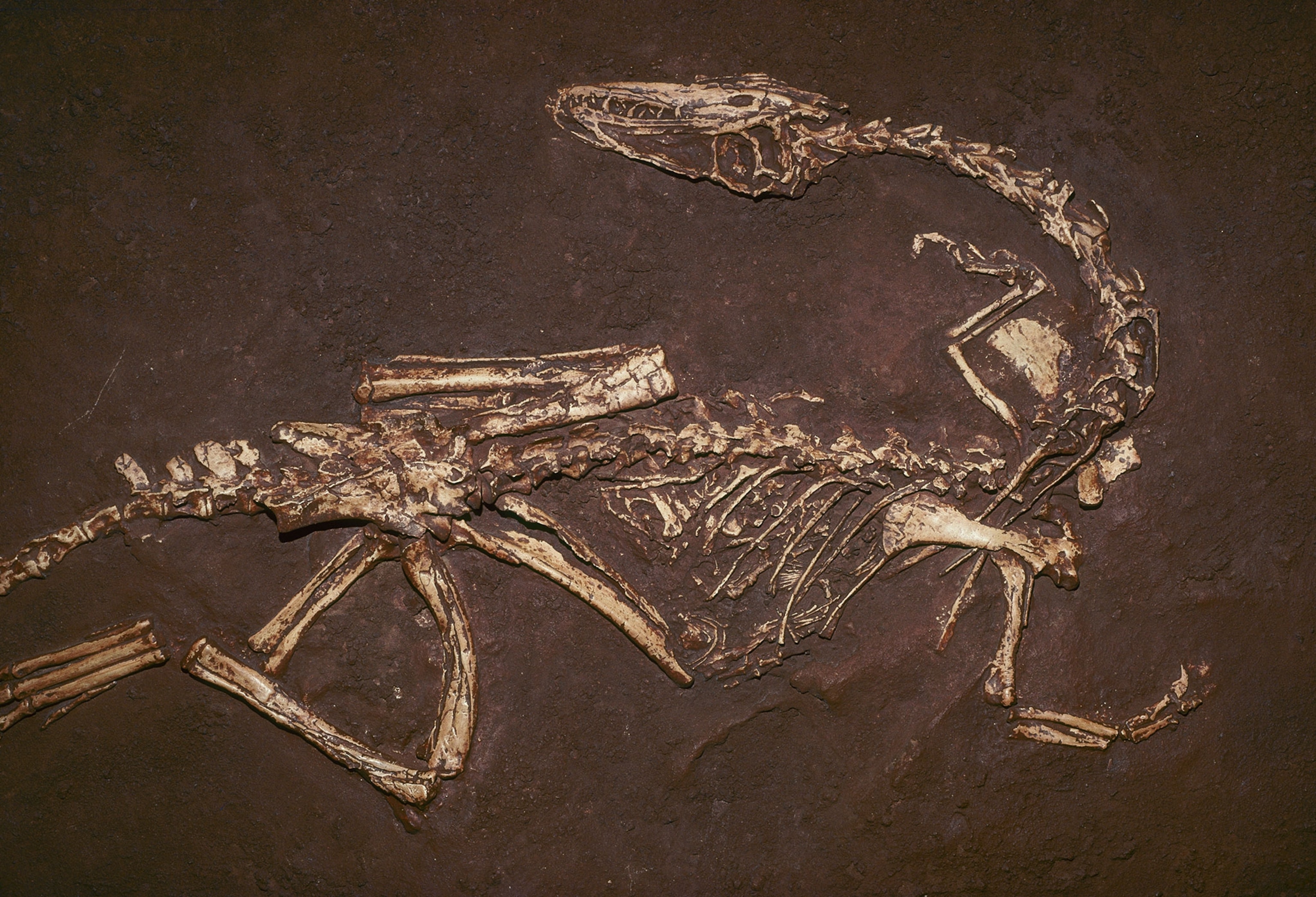 Coelophysis fossil
