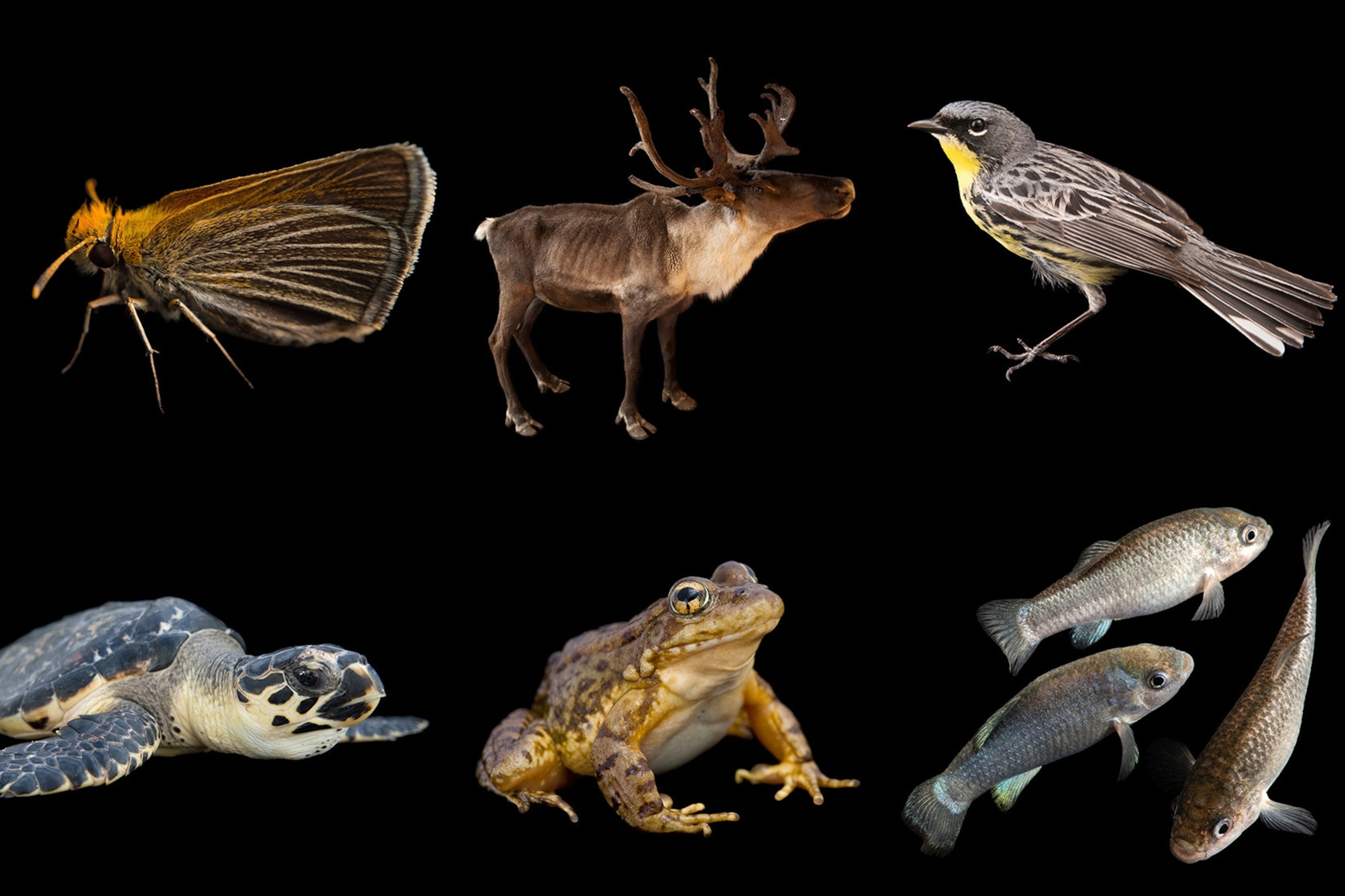 endangered species