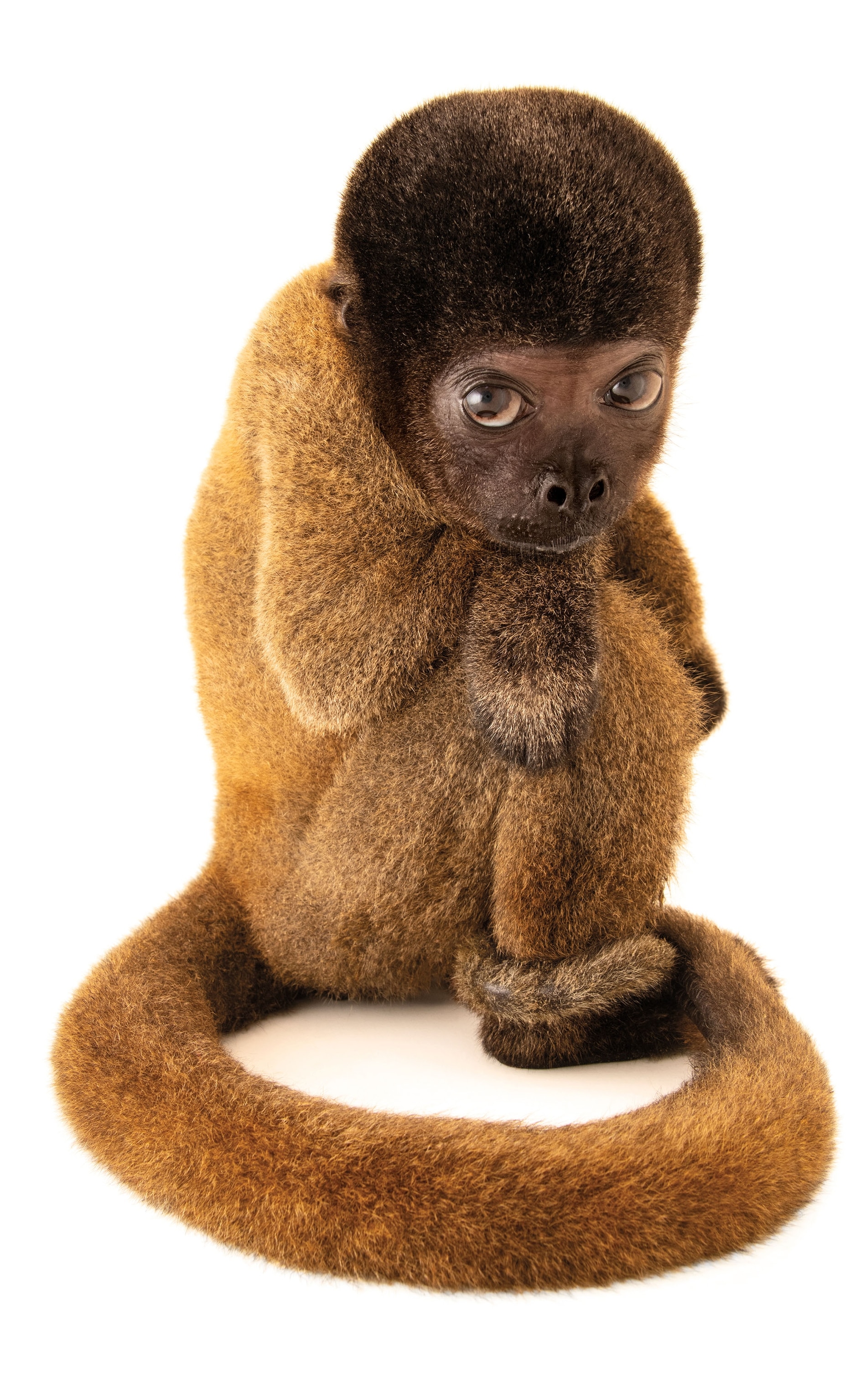 a gray woolly monkey