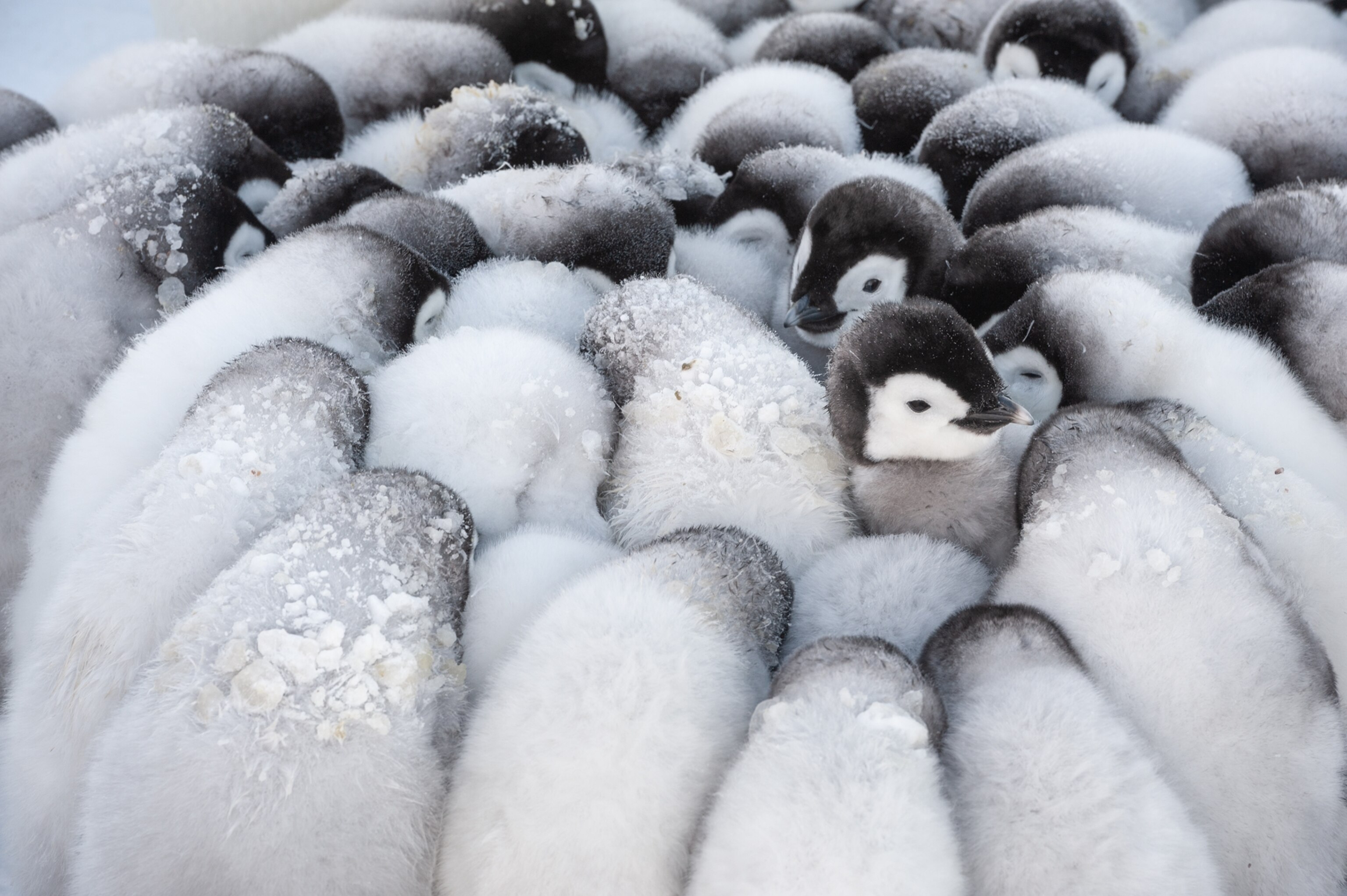 huddling chicks