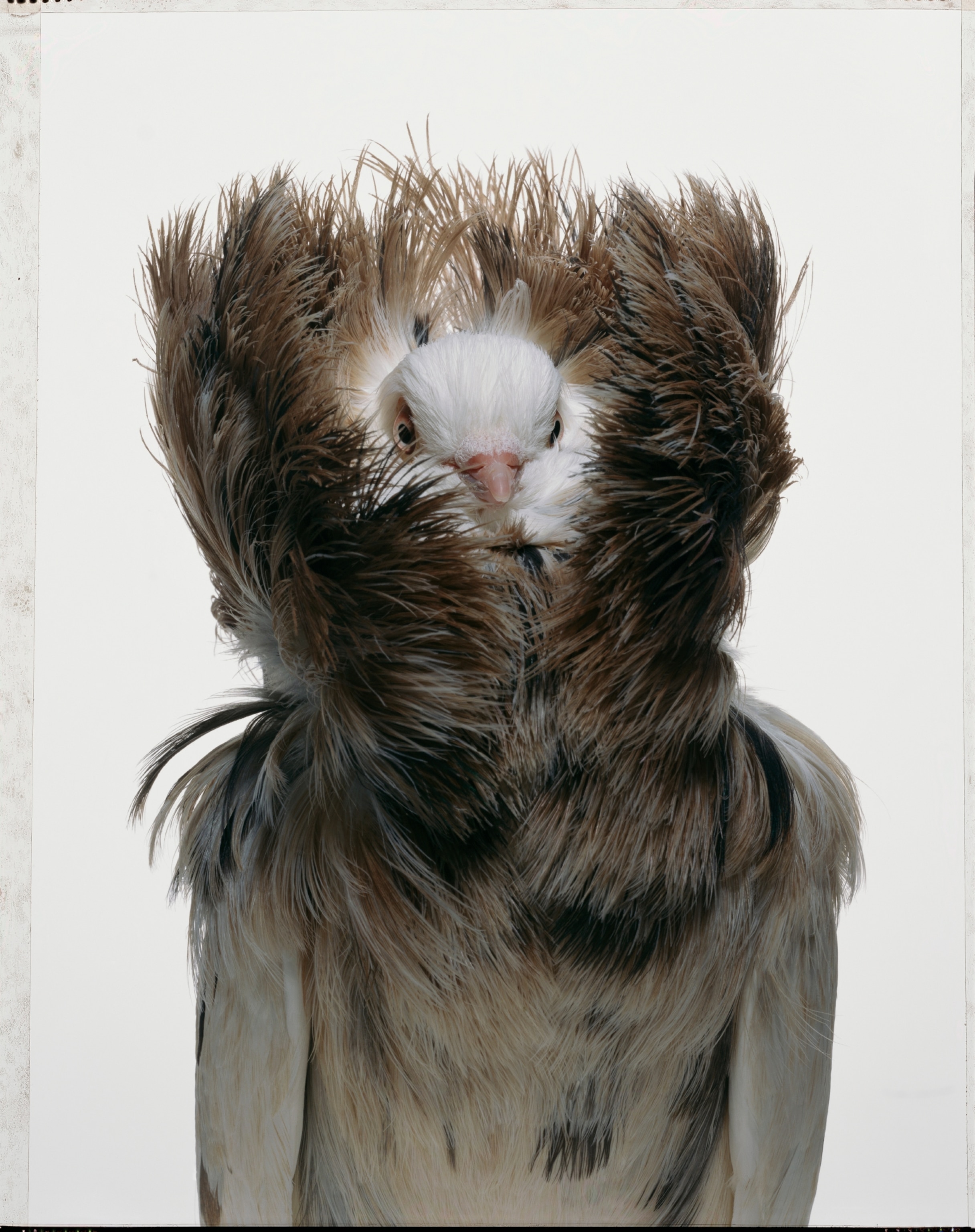 a Jacobin pigeon