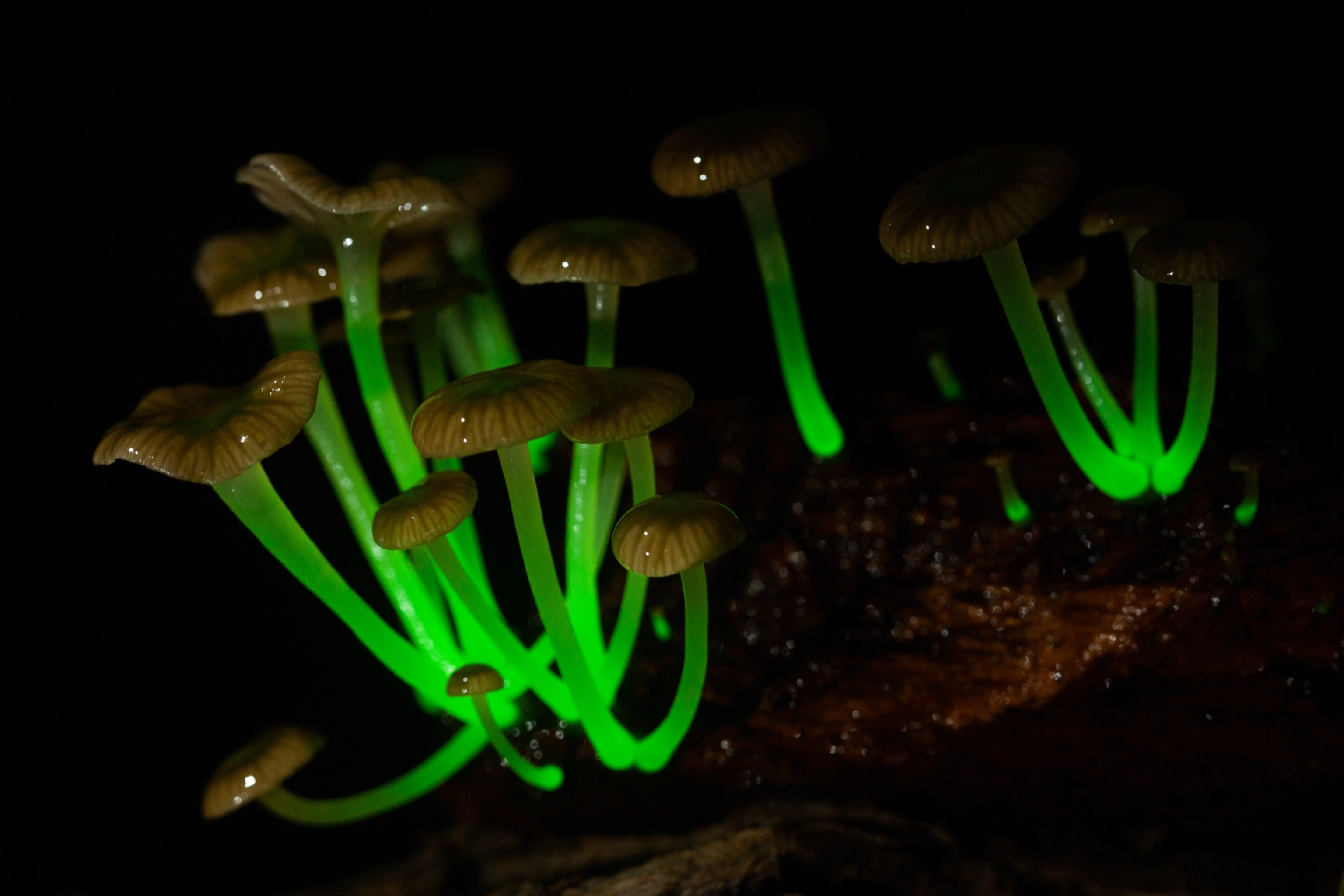 Mushrooms with stalks that glow green.