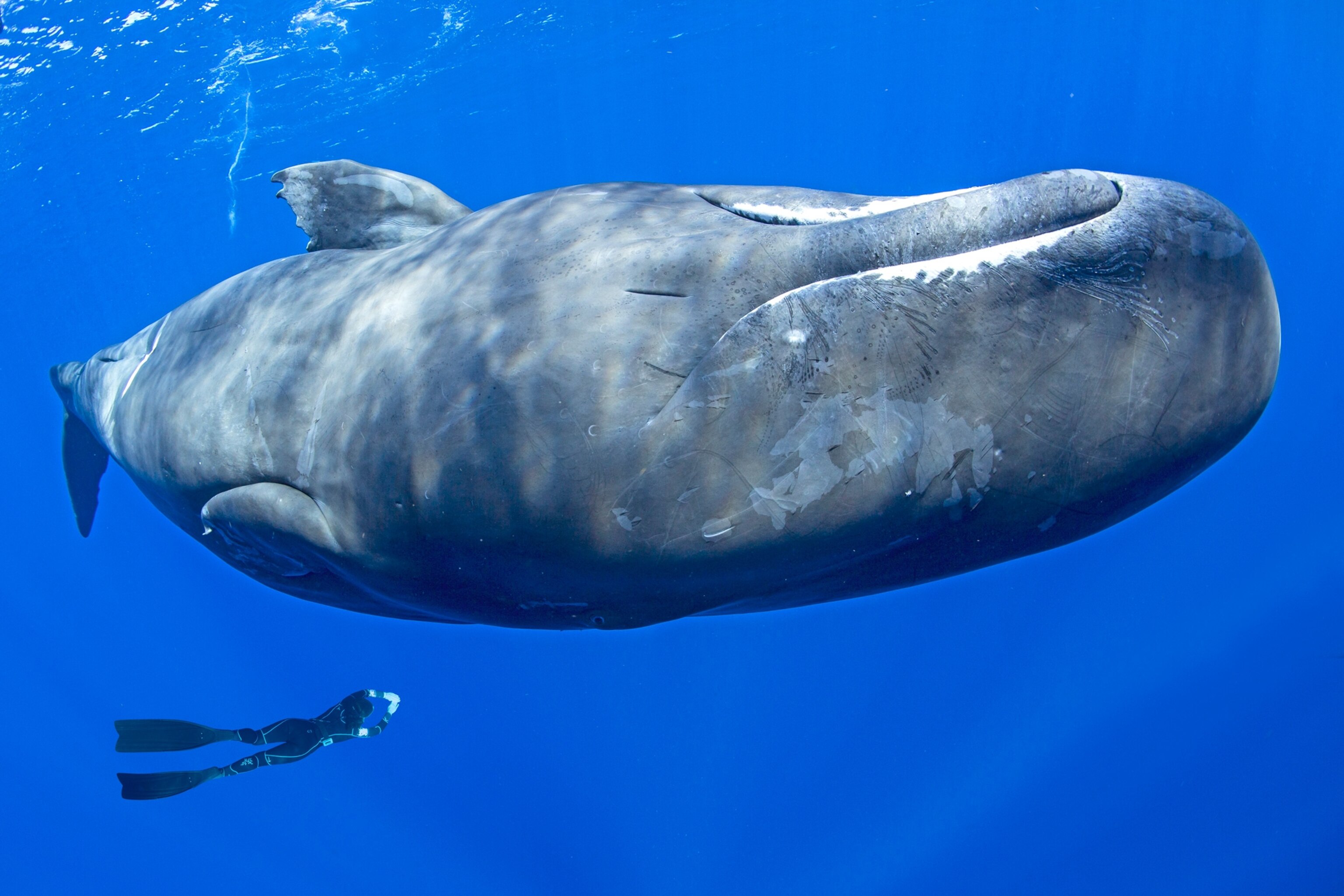 Person swimming with sperm whale in dominica