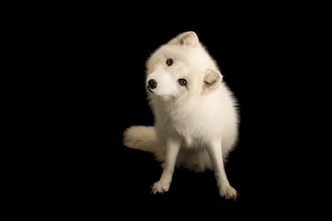 an arctic fox