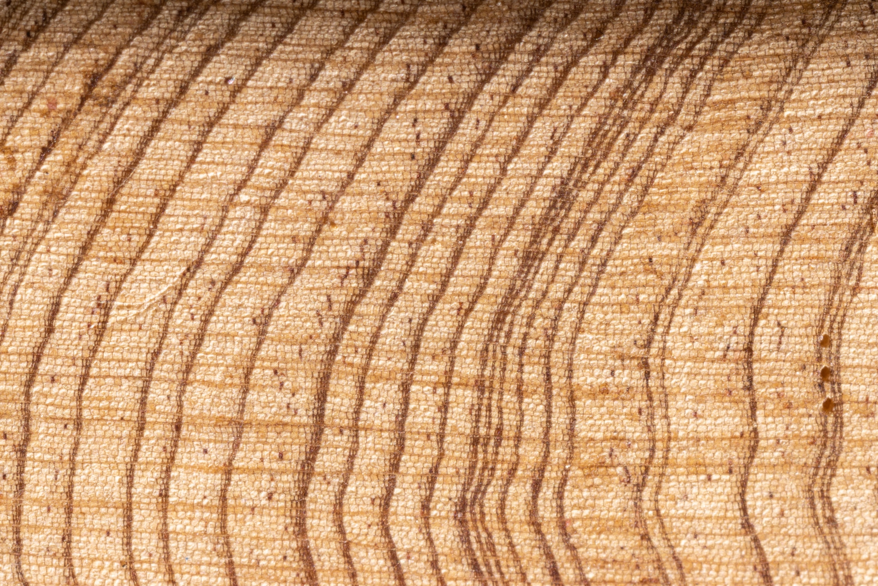 Rings on crosscut of the tree core.