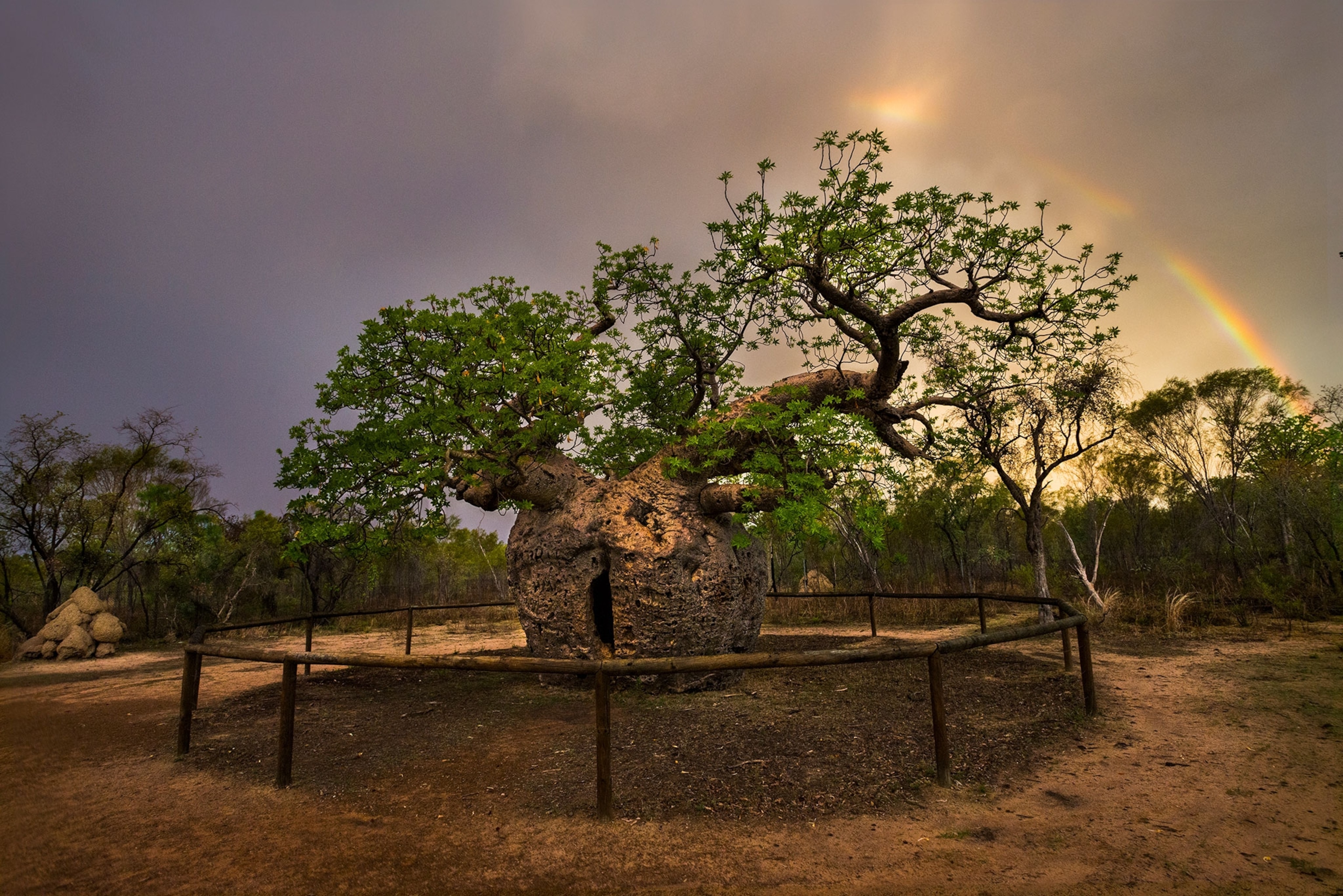 a boab tree