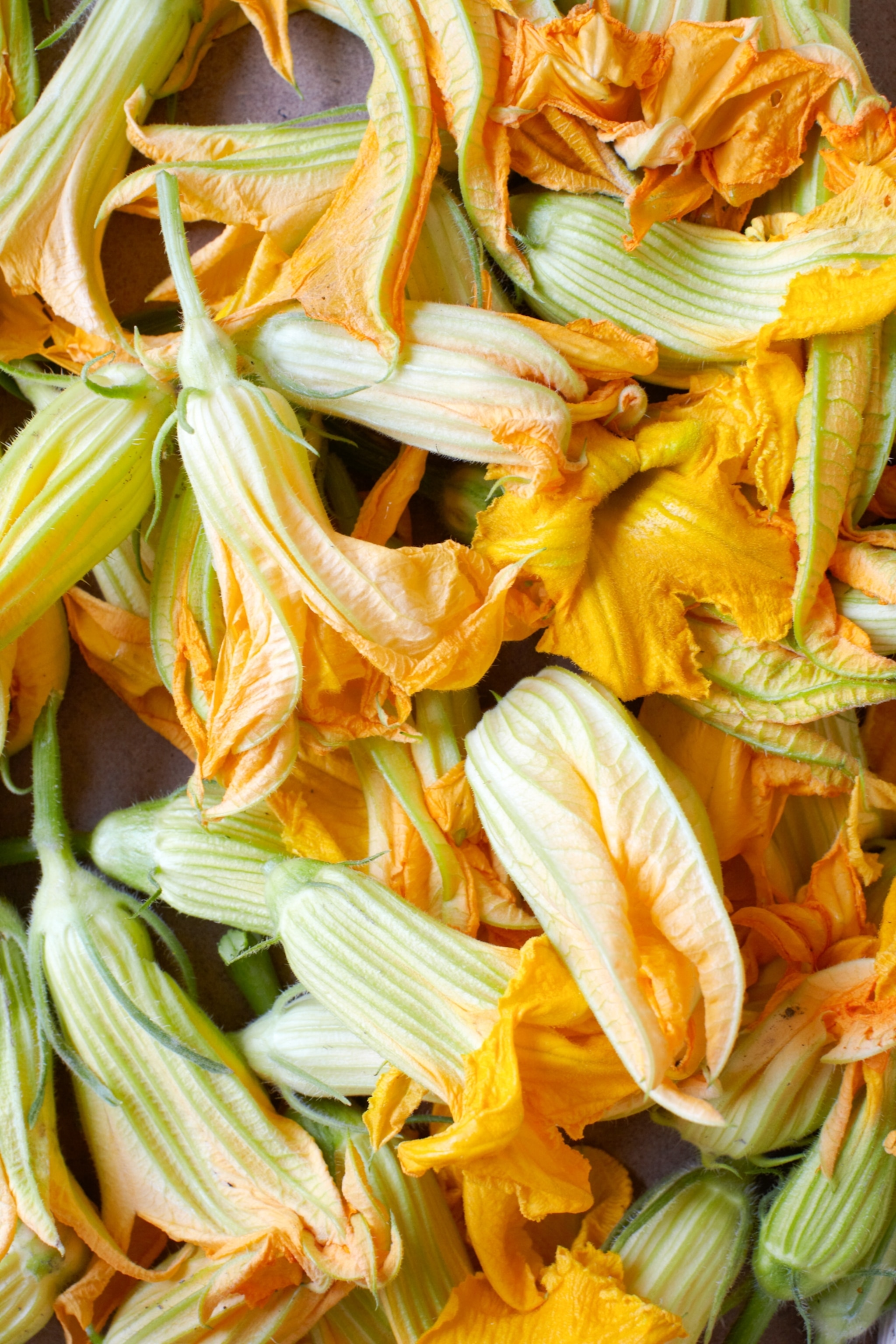 Zucchini flowers have yellow petals with a green base.