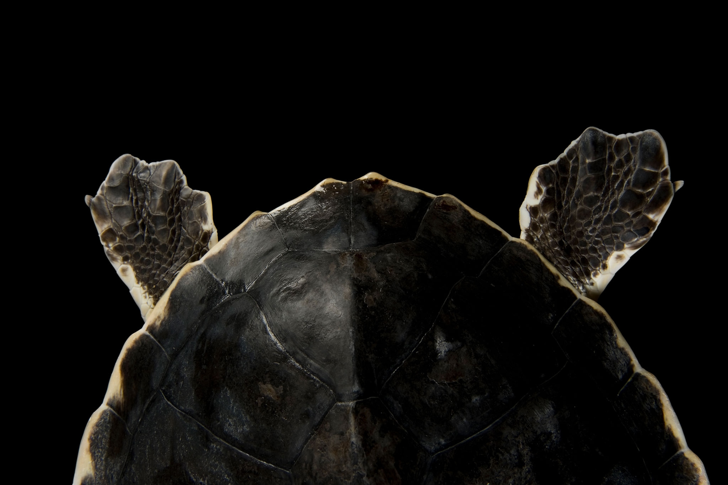 the back flippers of a critically endangered Kemp's ridley sea turtle