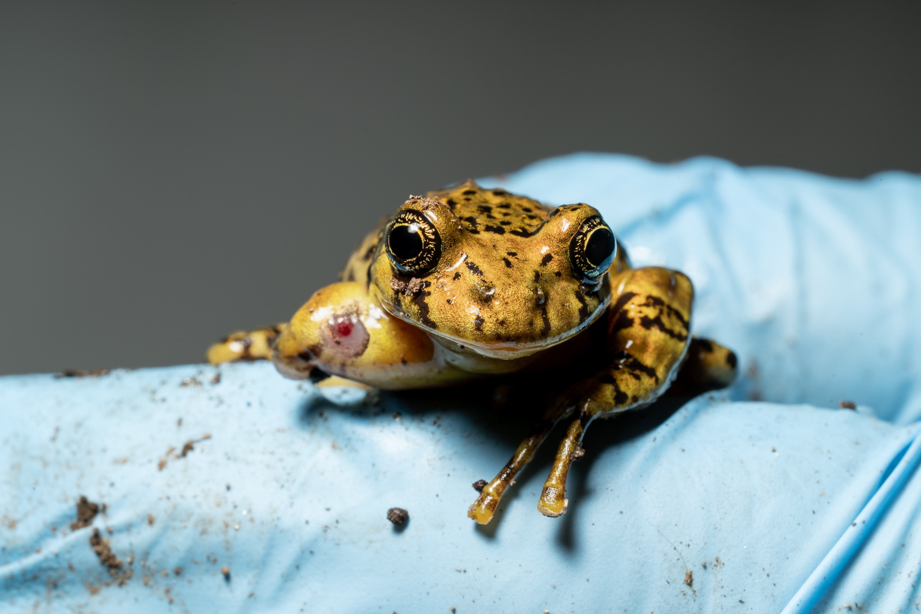 A false toad in the glove of a researcher facing the camera it's missing a limb.