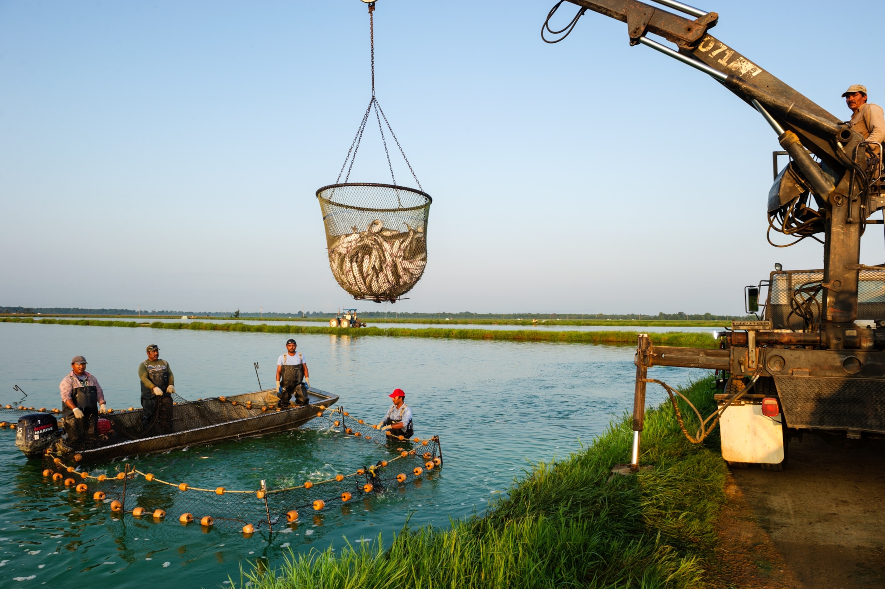 Workers gathered around a fish pen look on as a crane lifts out a net full of catfish.