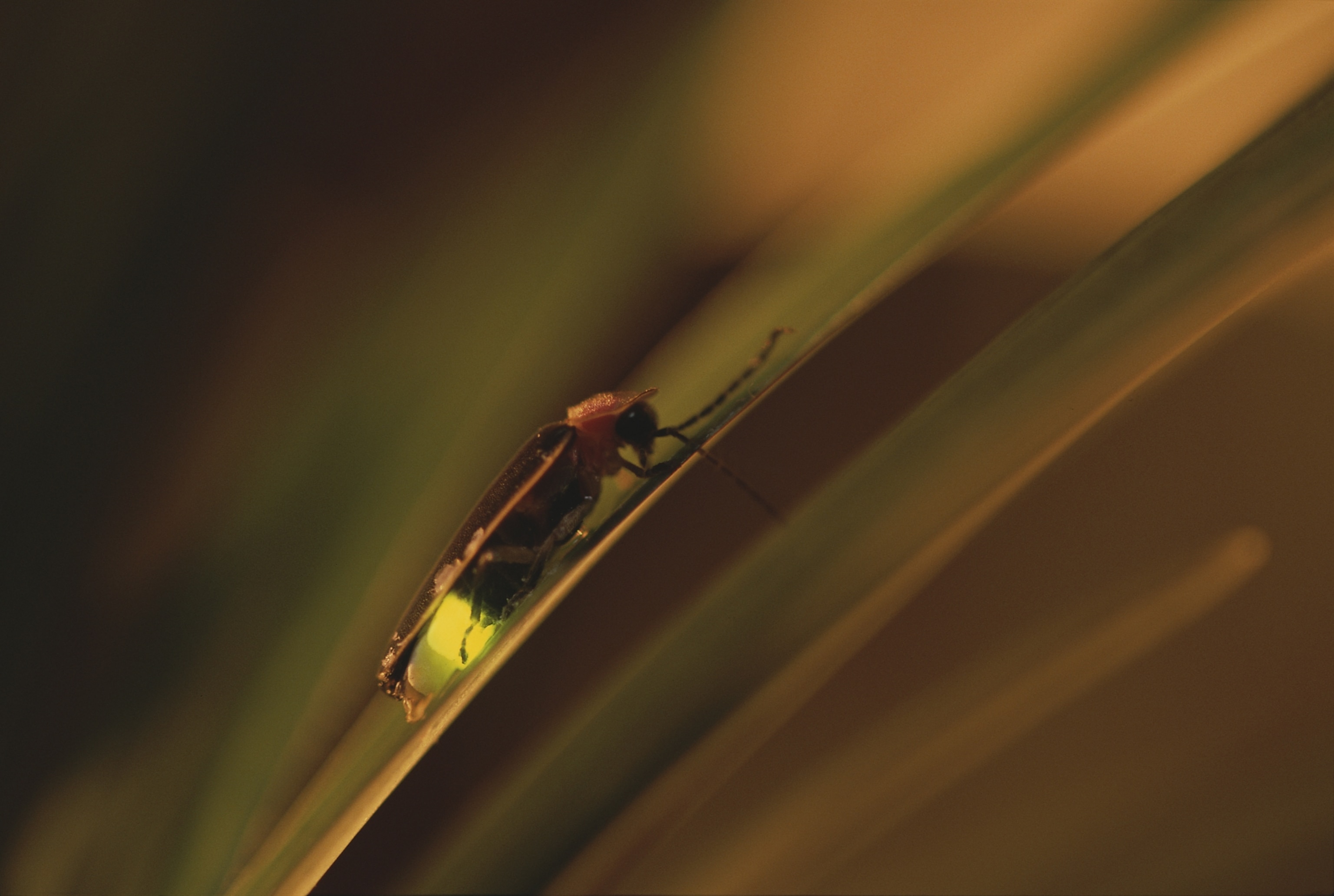 A close up view as a lightning bug clings to a blade of grass while lighting.
