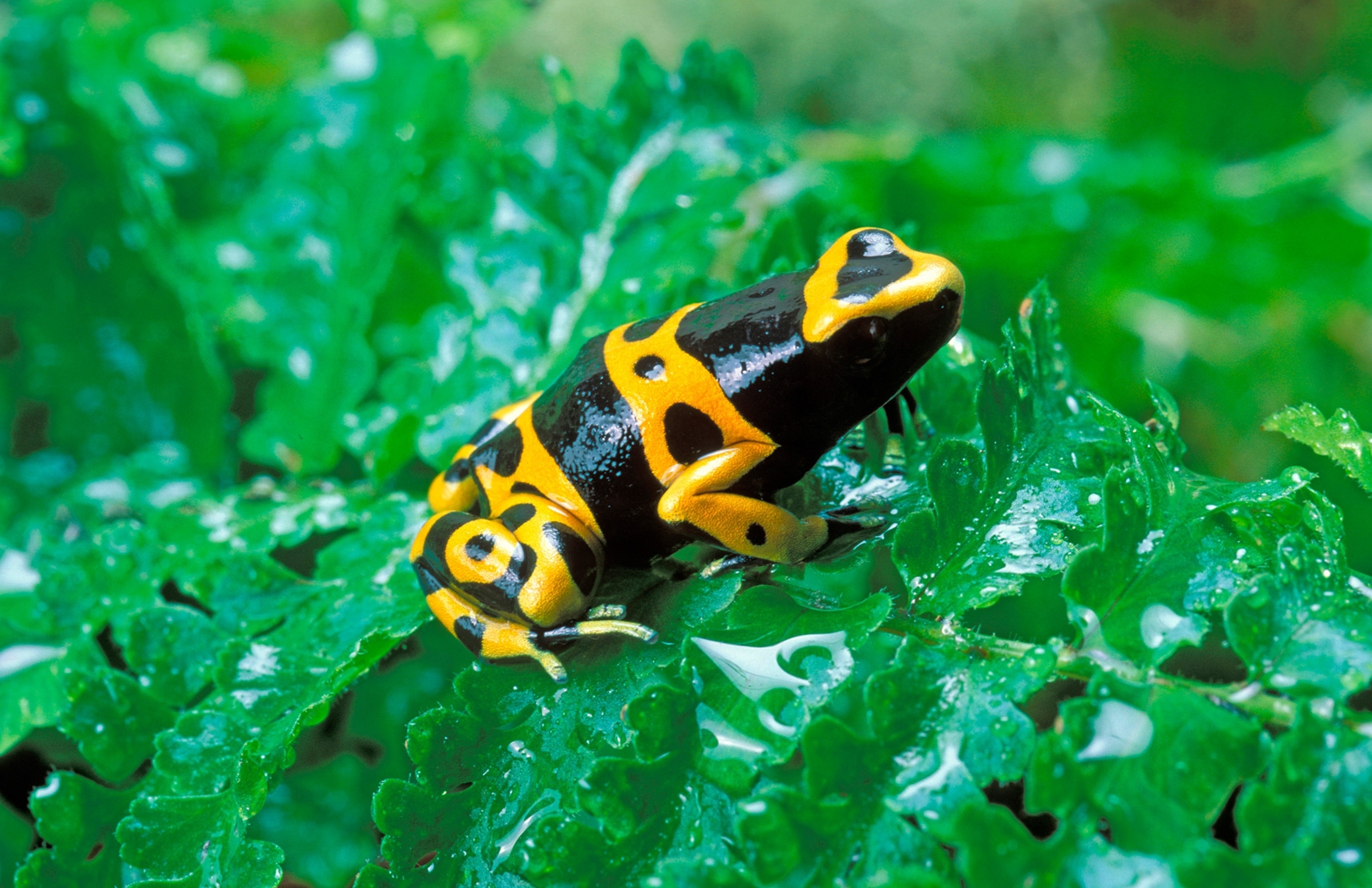 poison frogs