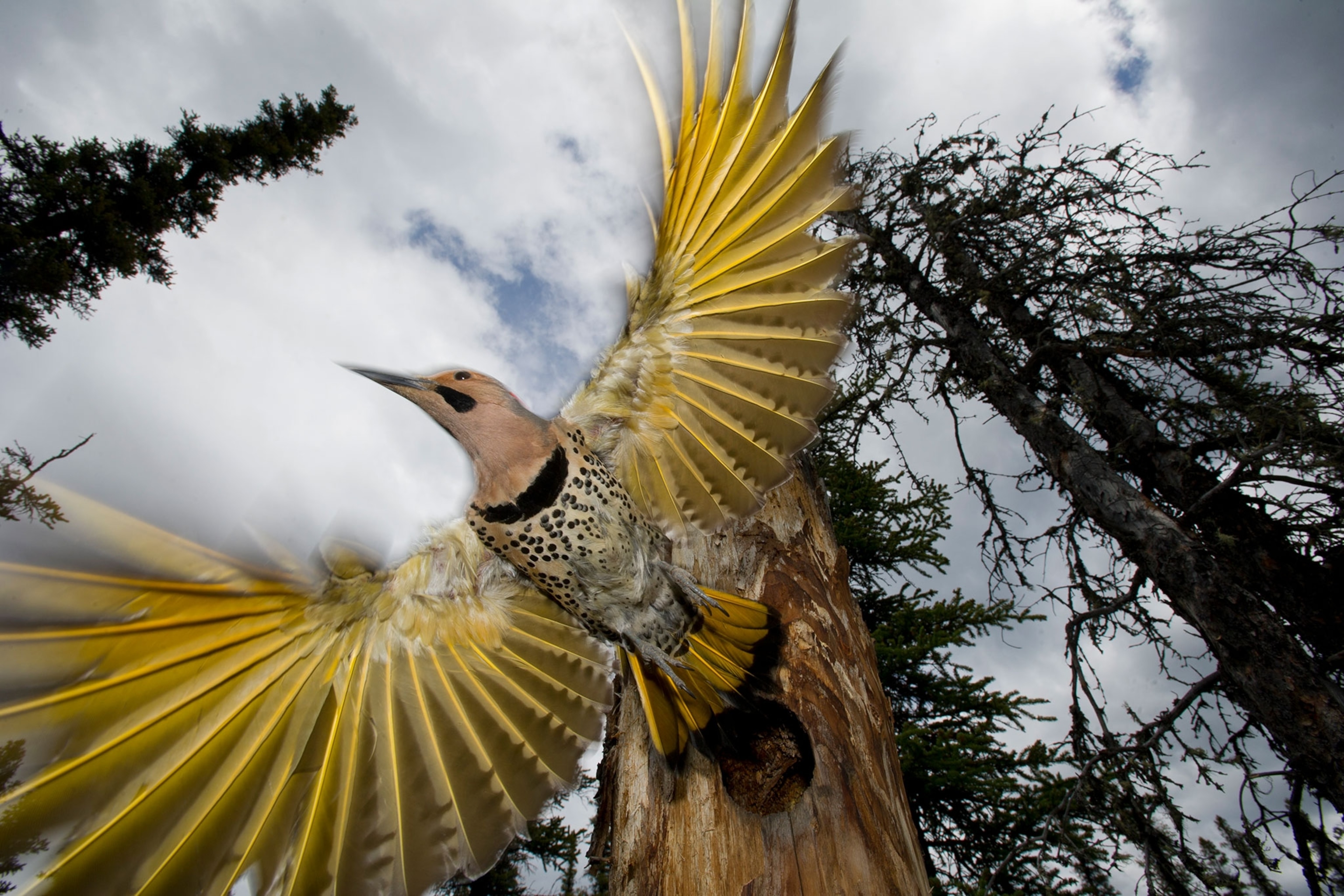 a northern flicker