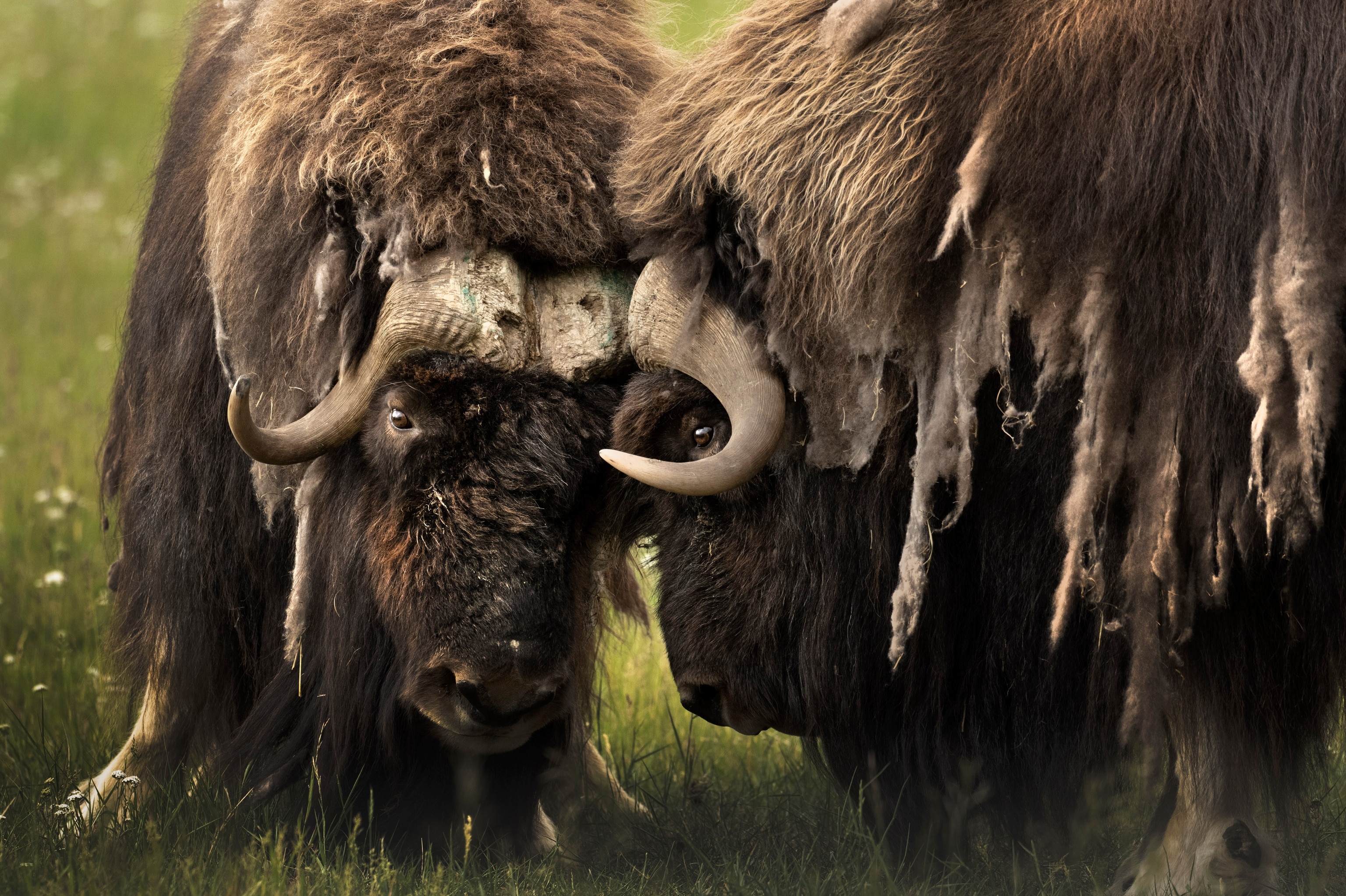 Two male Muskox charge one another at the Yukon Wildlife Preserve, Whitehorse, Canada. Their thick layers of fur insulate them from temperatures colder than -40 degrees centigrade.