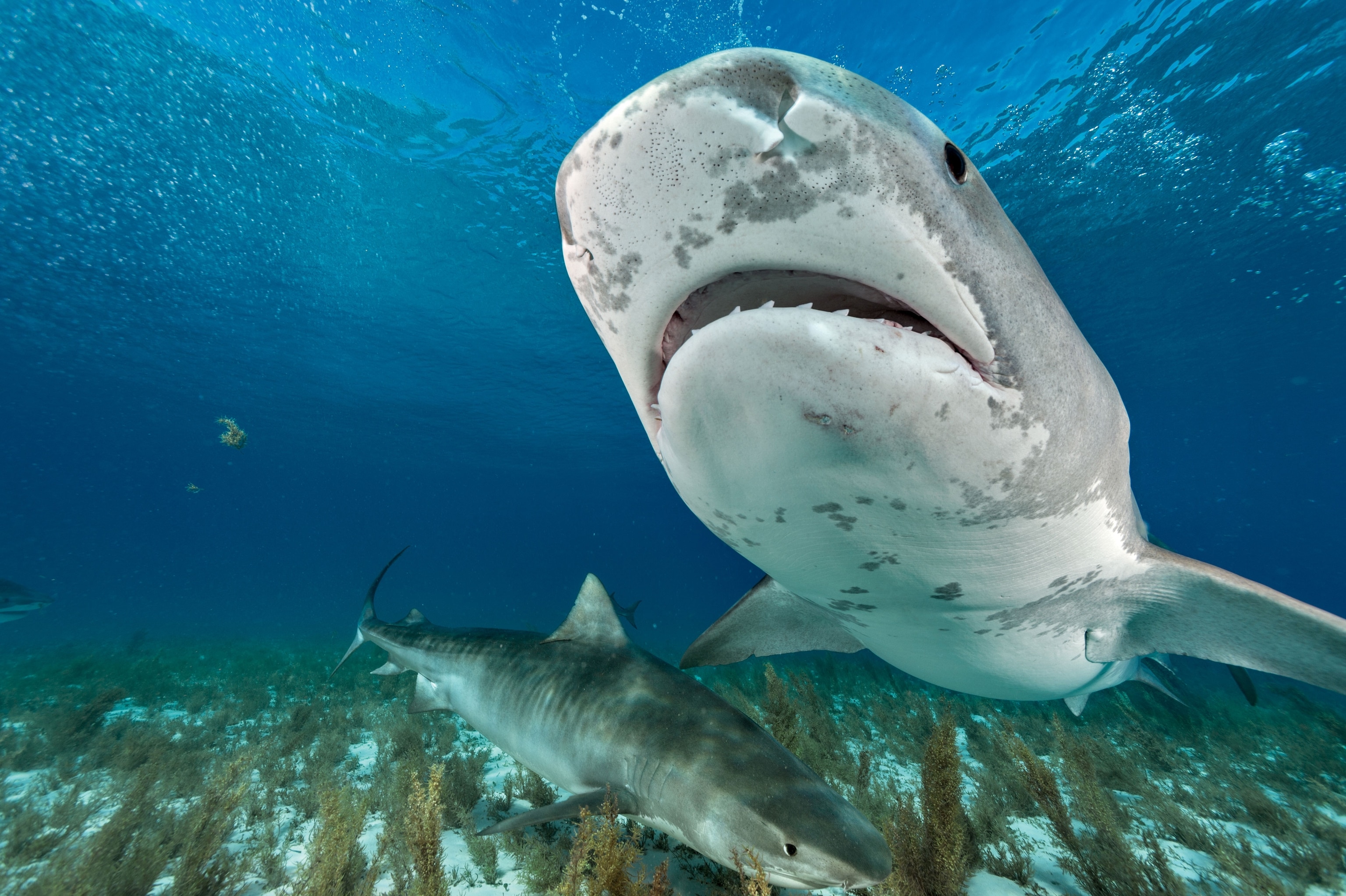 two tiger sharks in the Bahamas