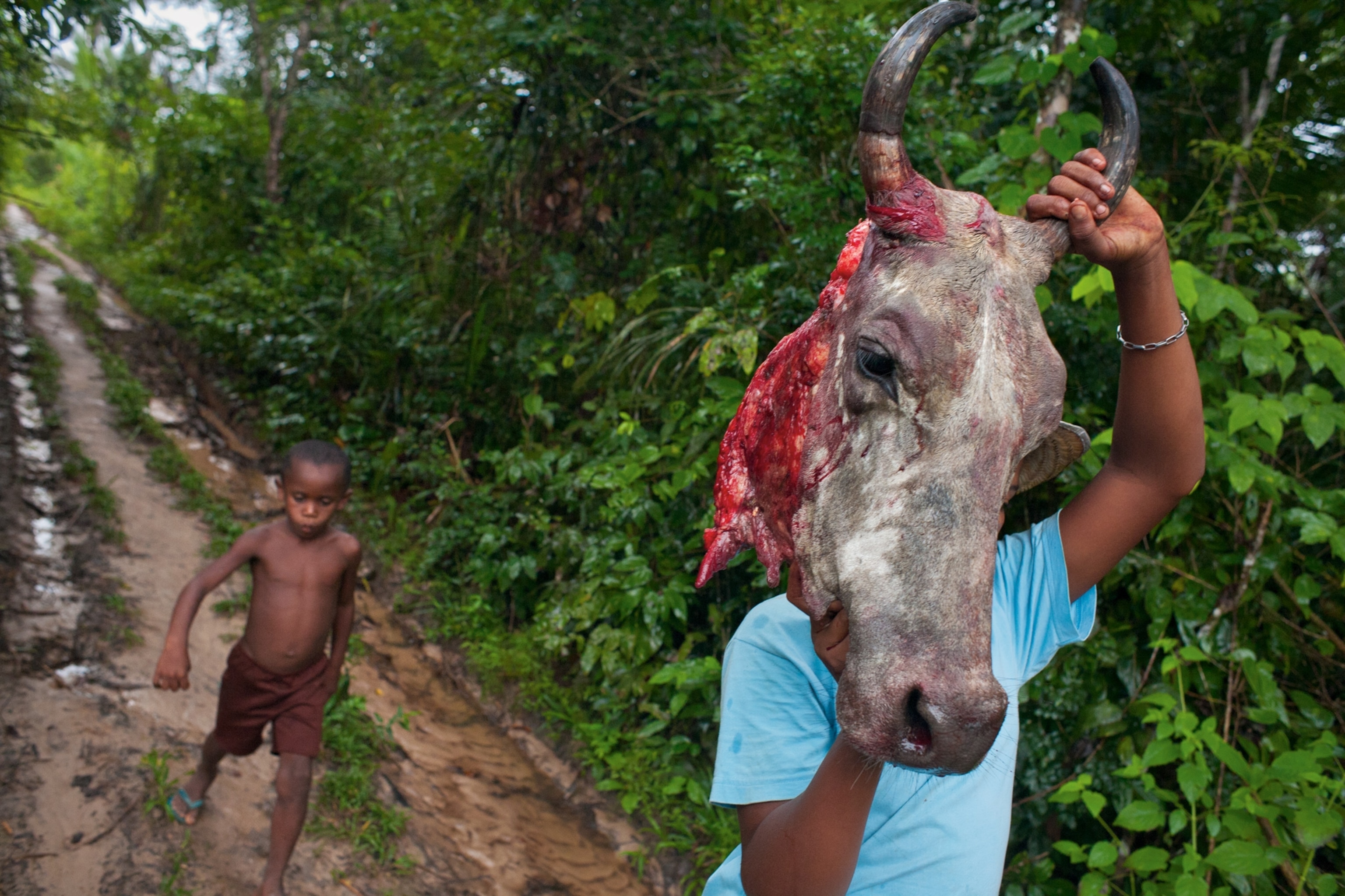 Slaughtered Bull