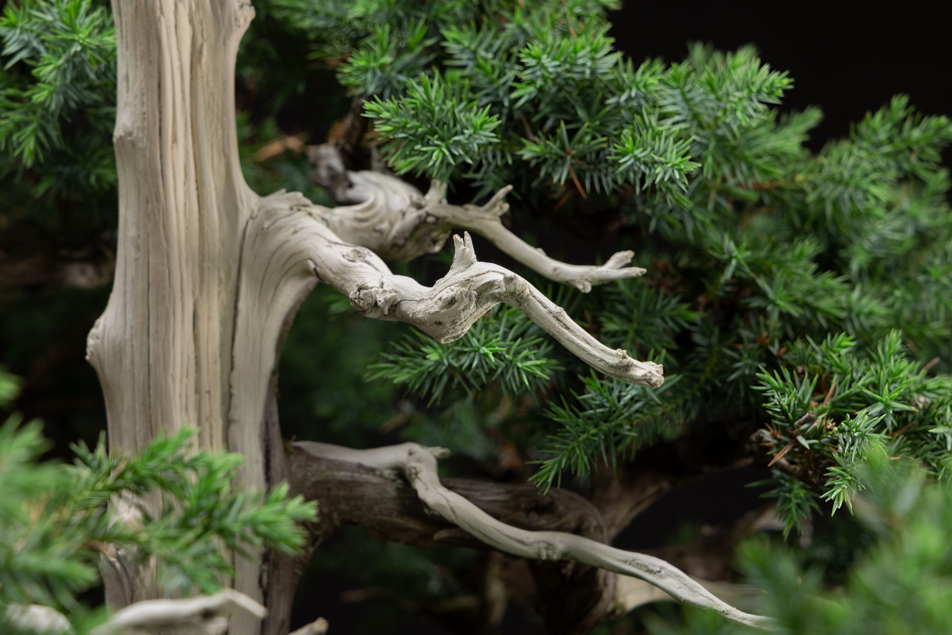 The closeup view of tree trunk showing wood texture and branches.