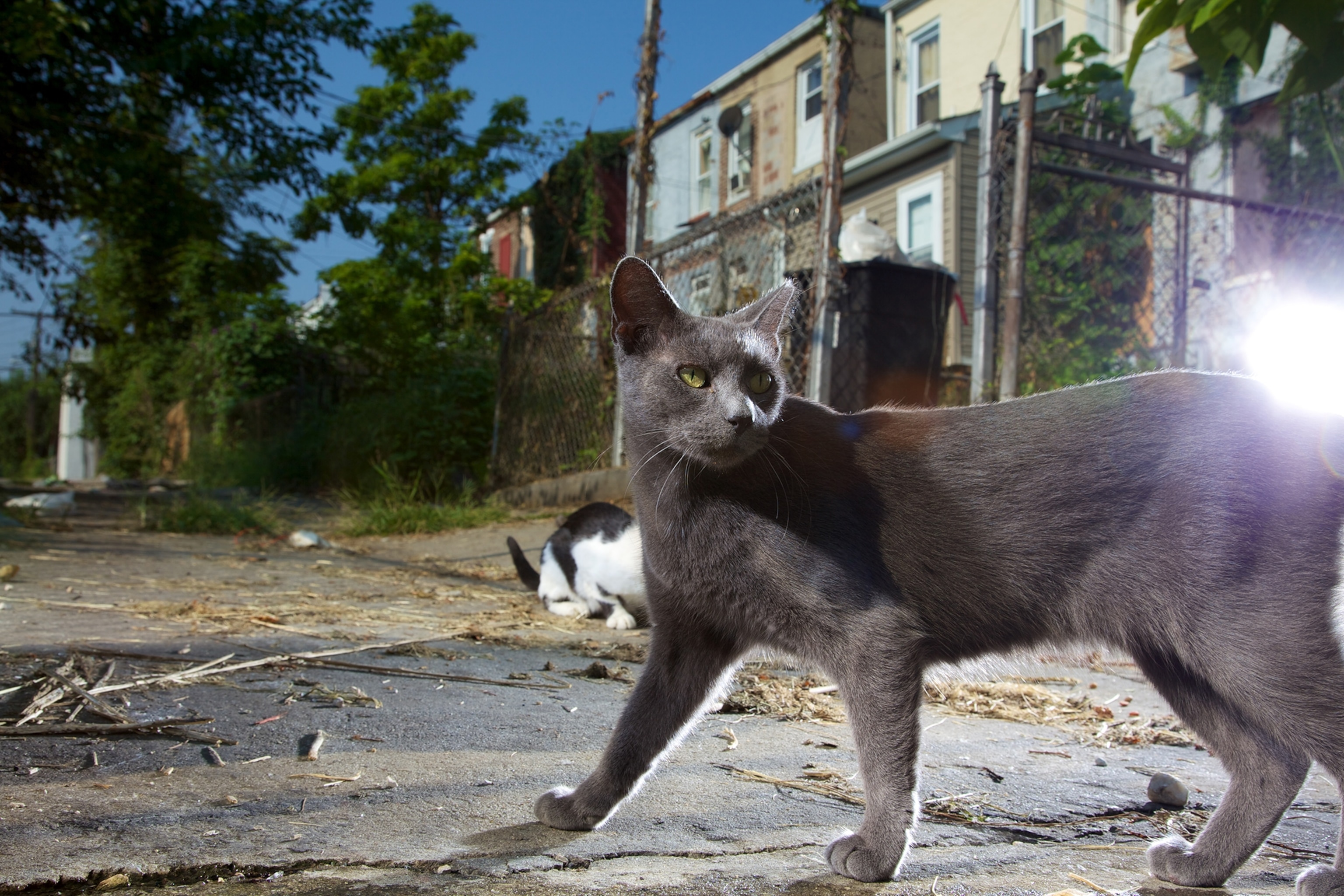A grey cat walks along a street a light behind it.