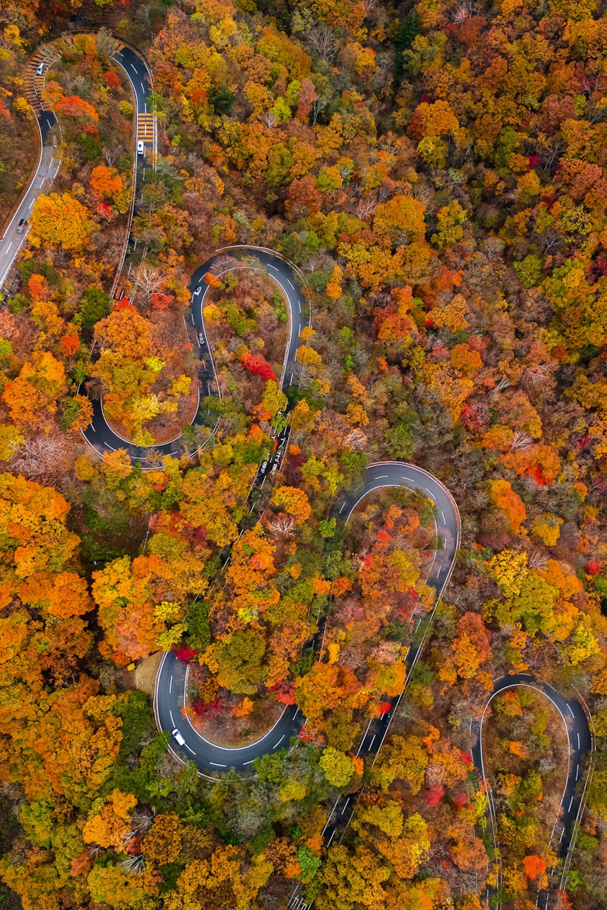 Winding road surrounded by trees covered with autumnal coloured leaves