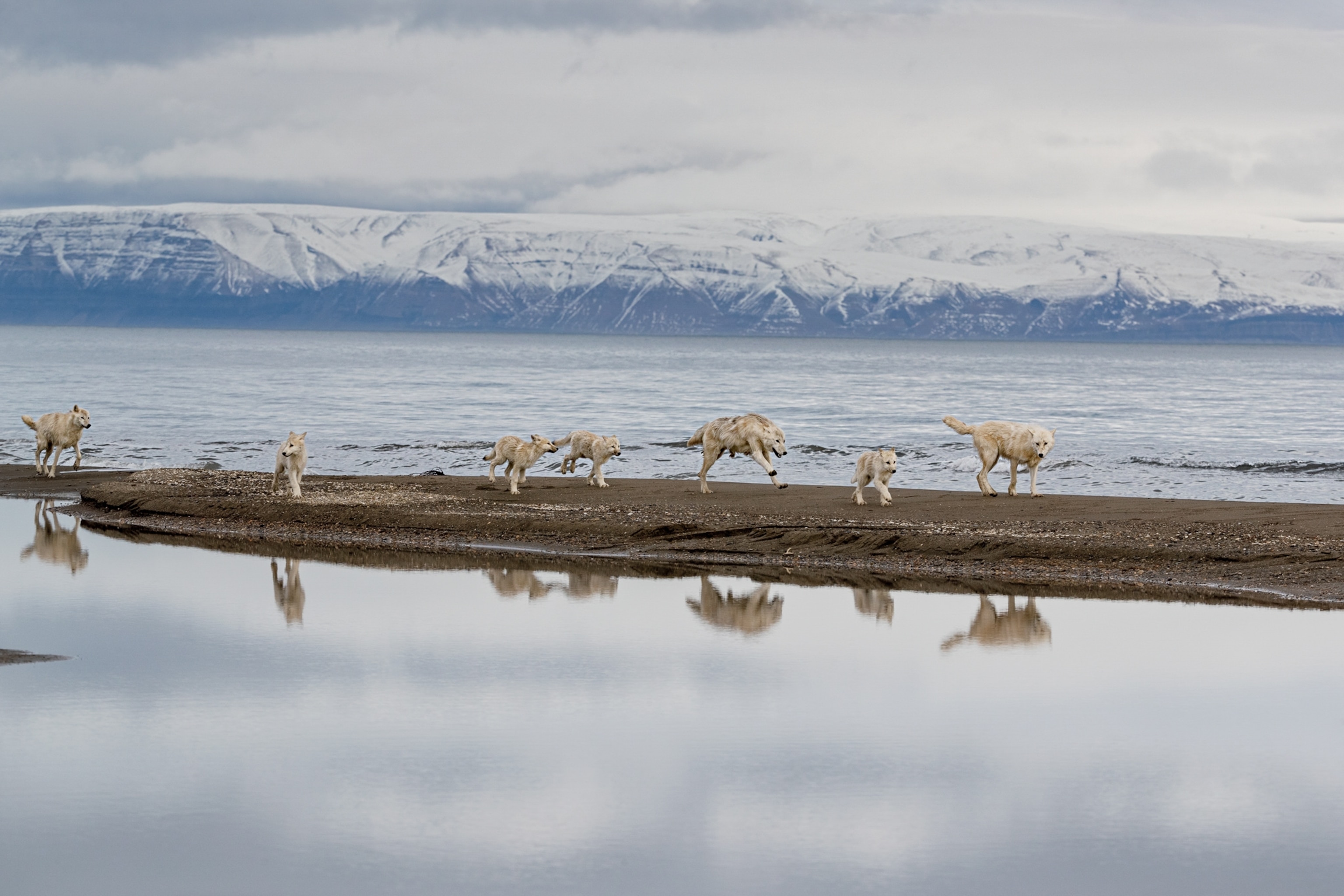 wolves running along the fiord