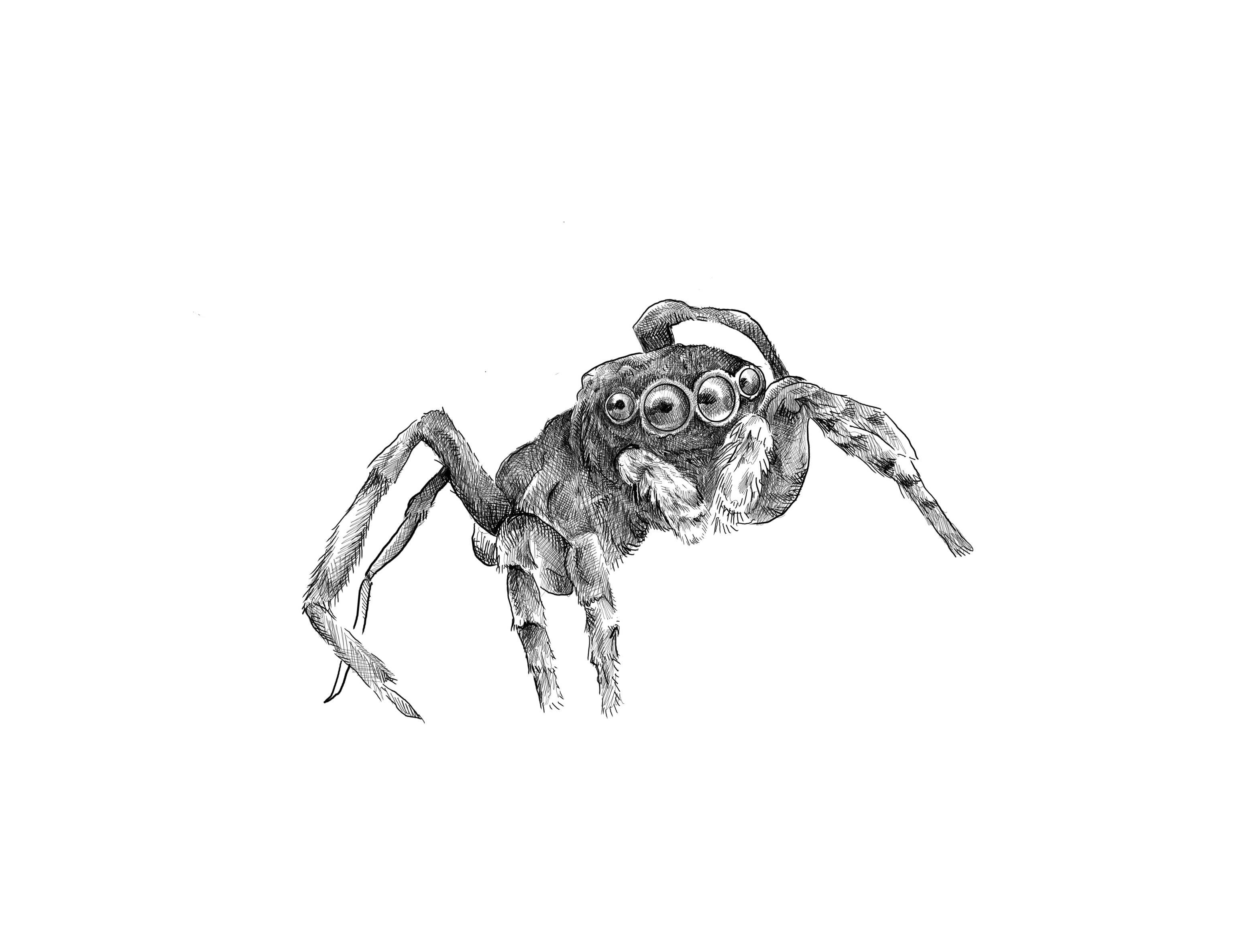 Peacock spider